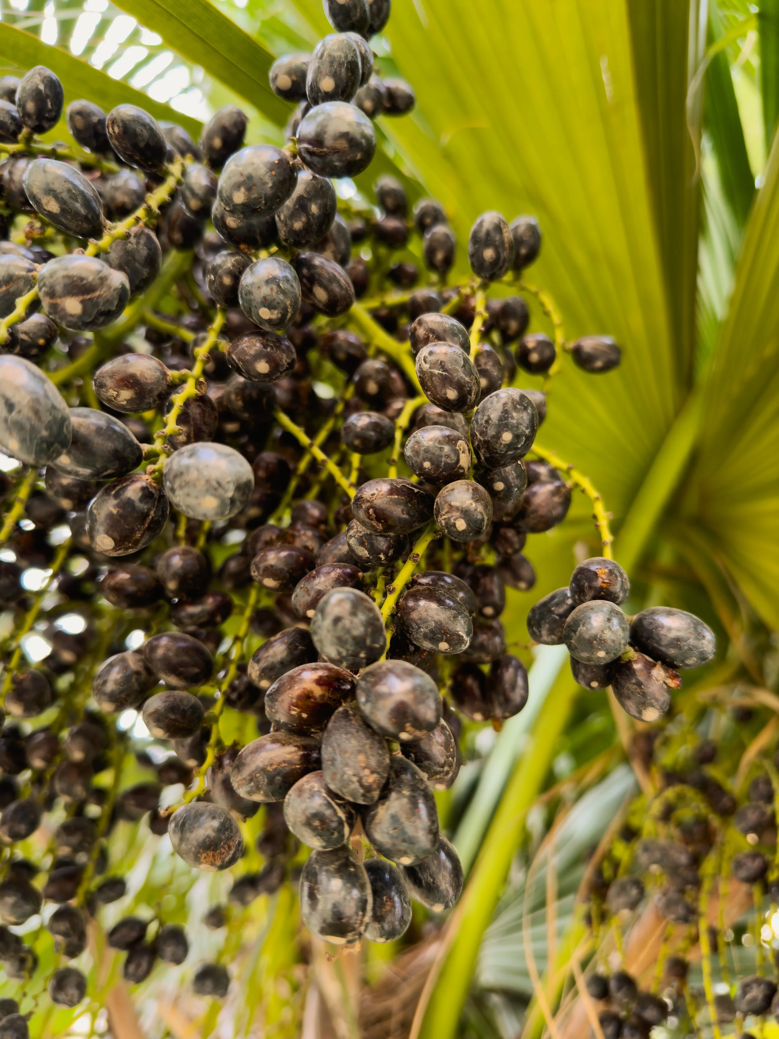 Clusters of black grapes growing on a vine with green leaves in the background.