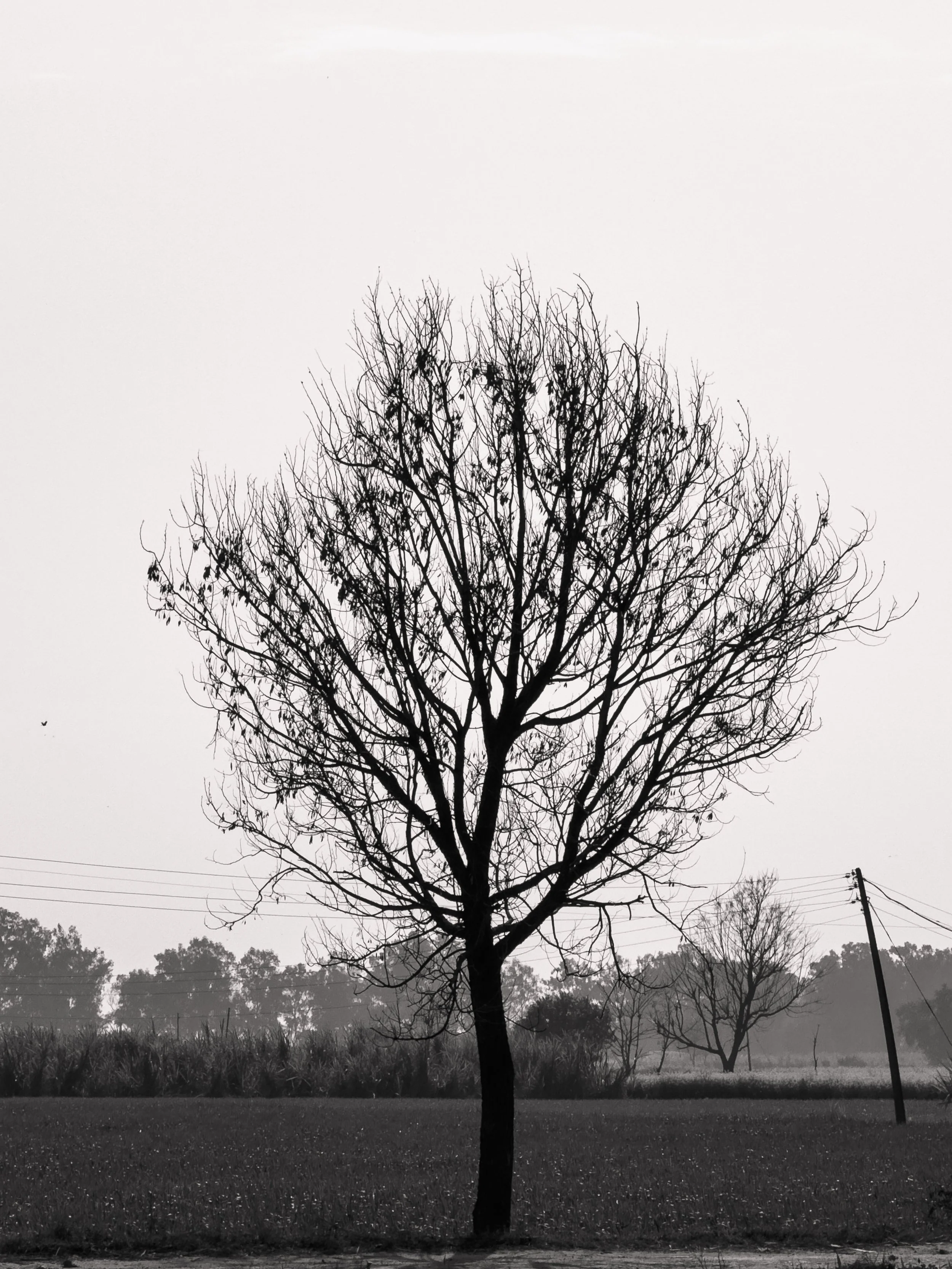 A black and white photo of a leafless tree in a field with power lines in the background.
