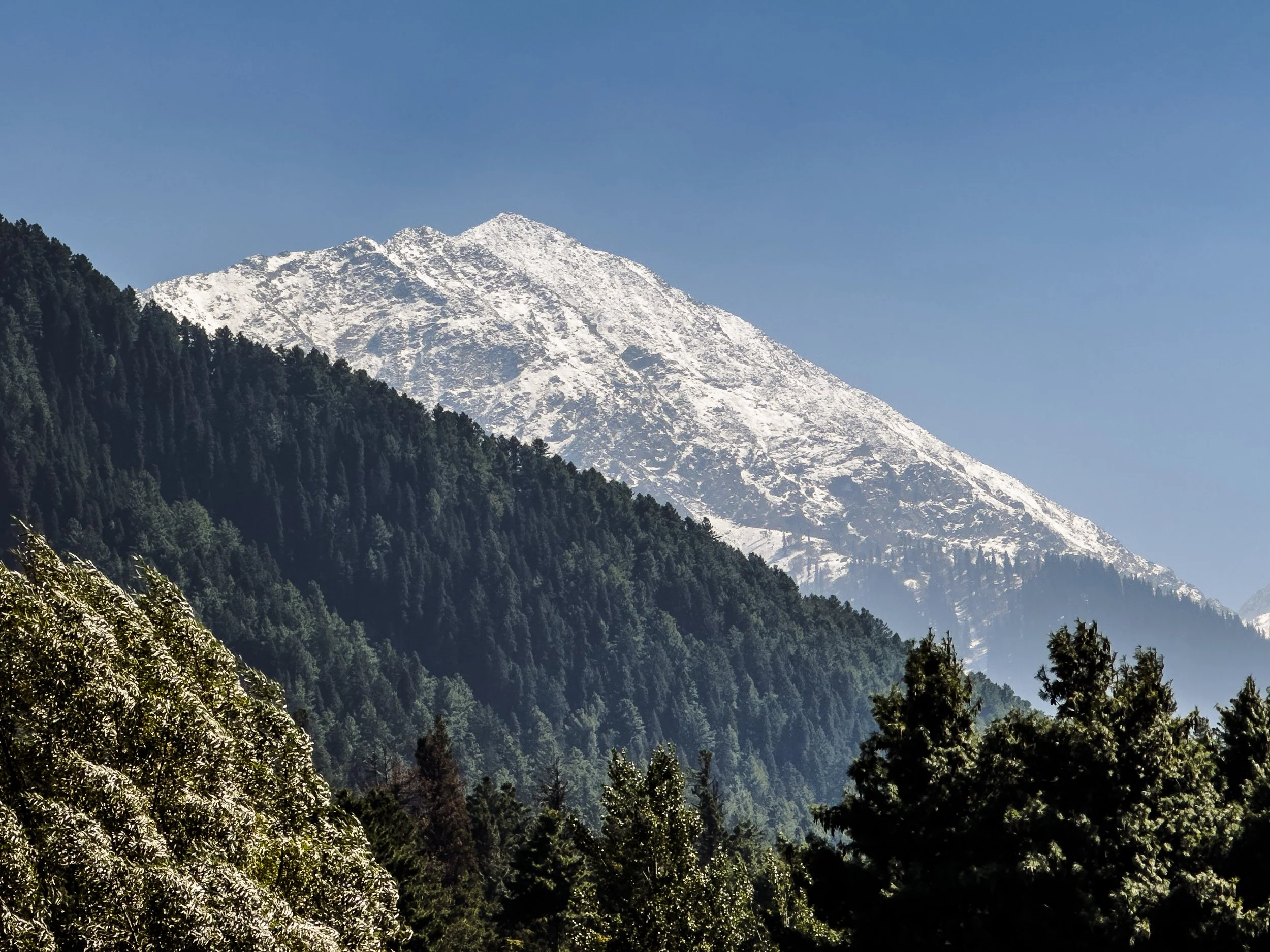 Snow-capped mountain behind dense green forest with trees in foreground