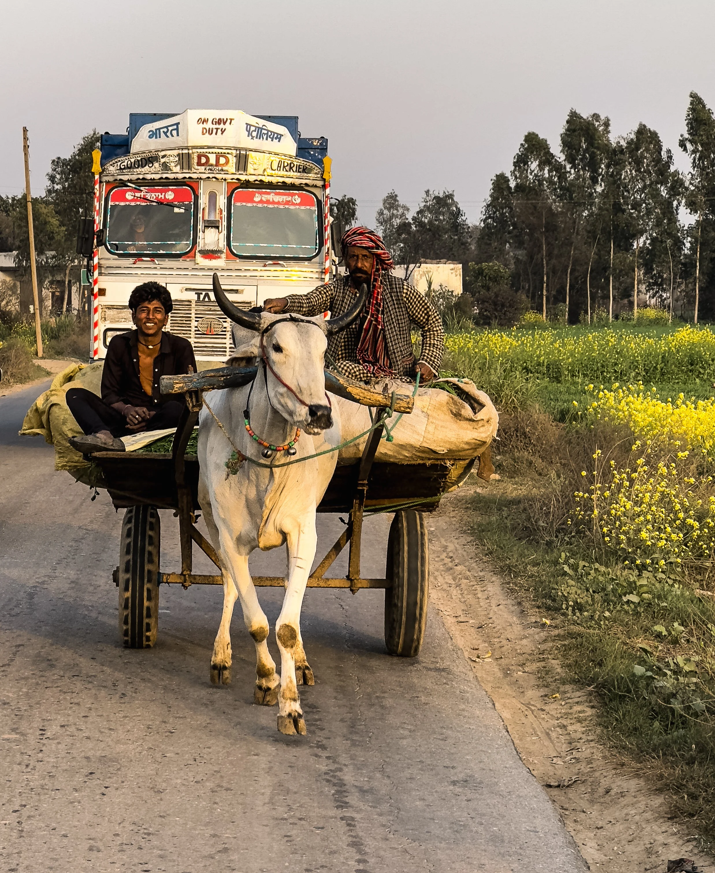 Two men riding a bullock cart on a rural road with a large truck behind them and fields of yellow flowers on the side.