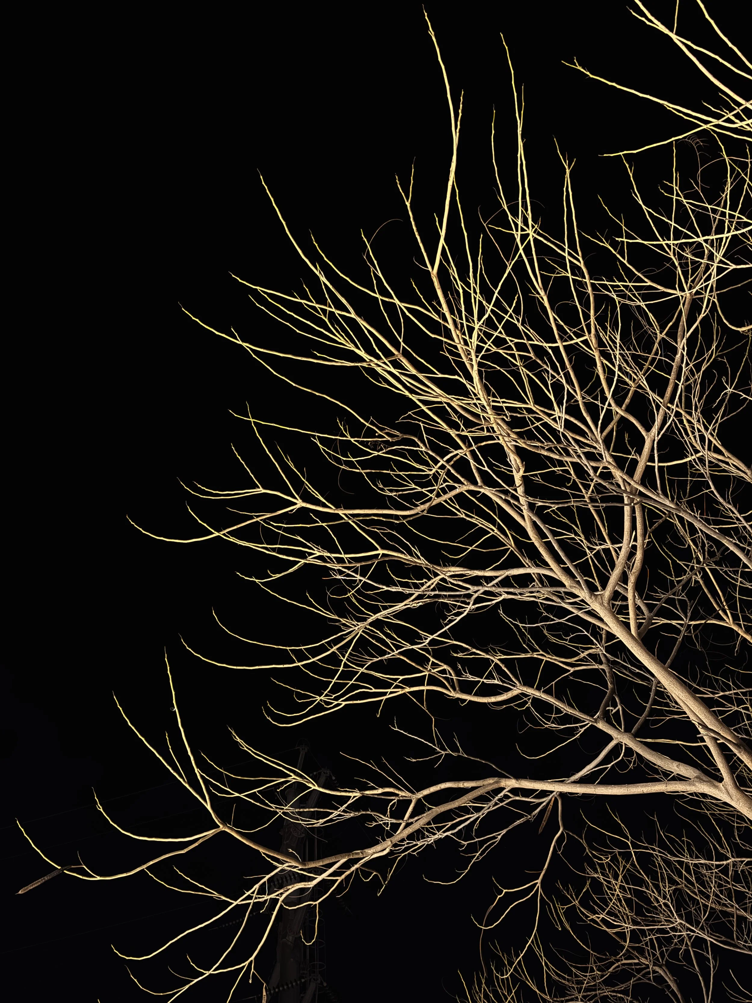 Bare tree with illuminated branches against a dark night sky.