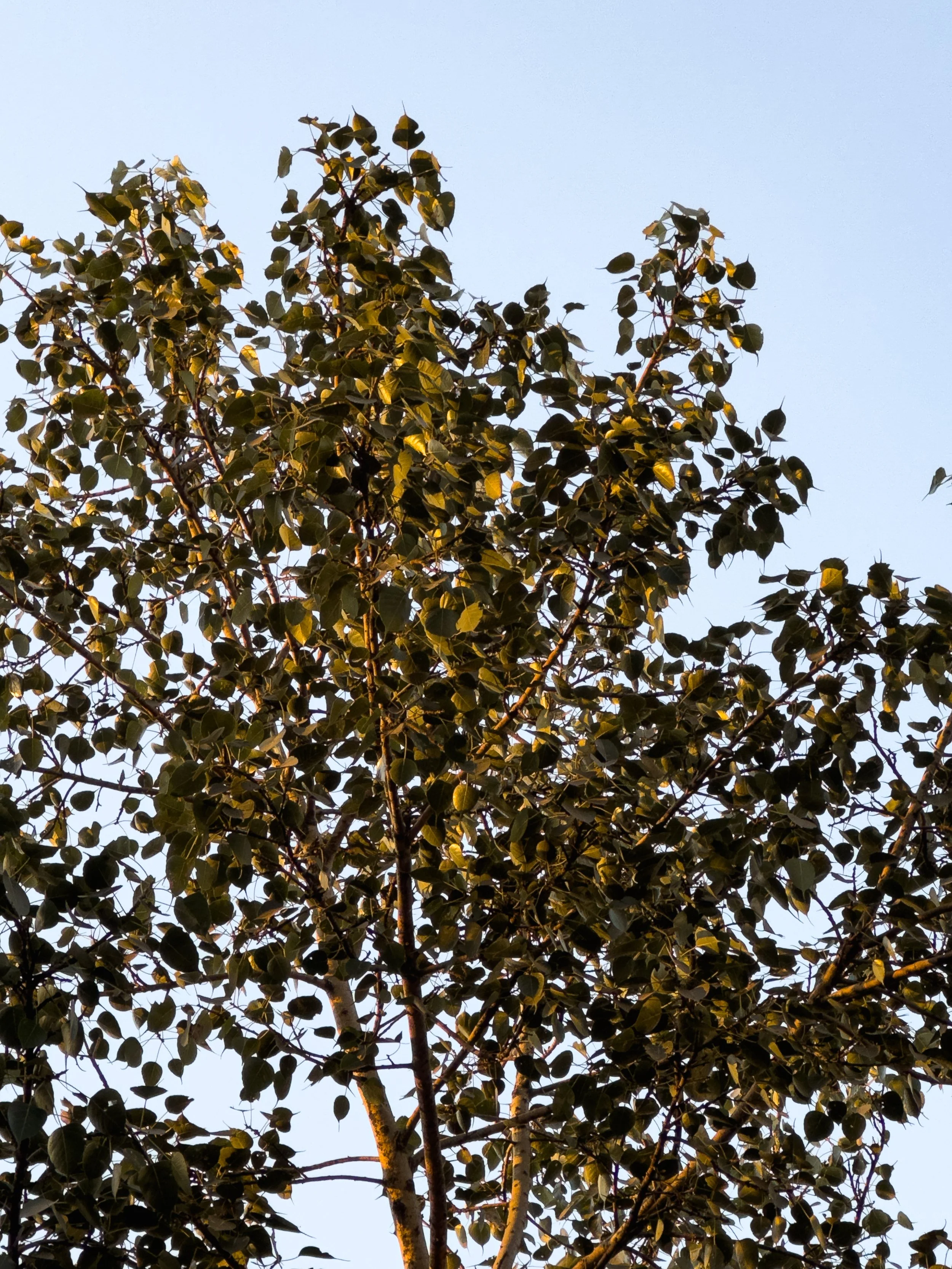Tree with dense green leaves against a light blue sky.