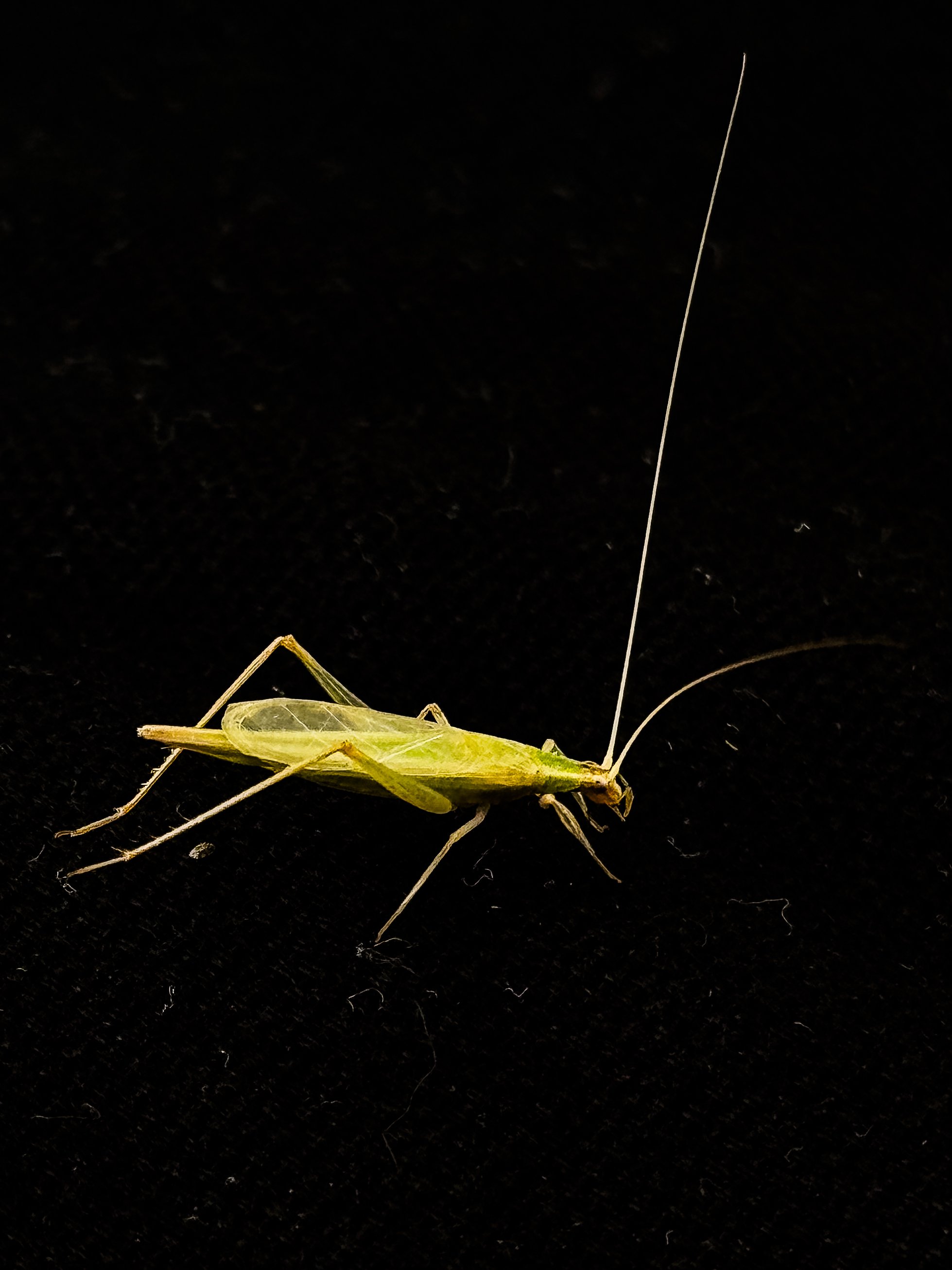 A close-up of a green katydid insect with long antennae on a black background.