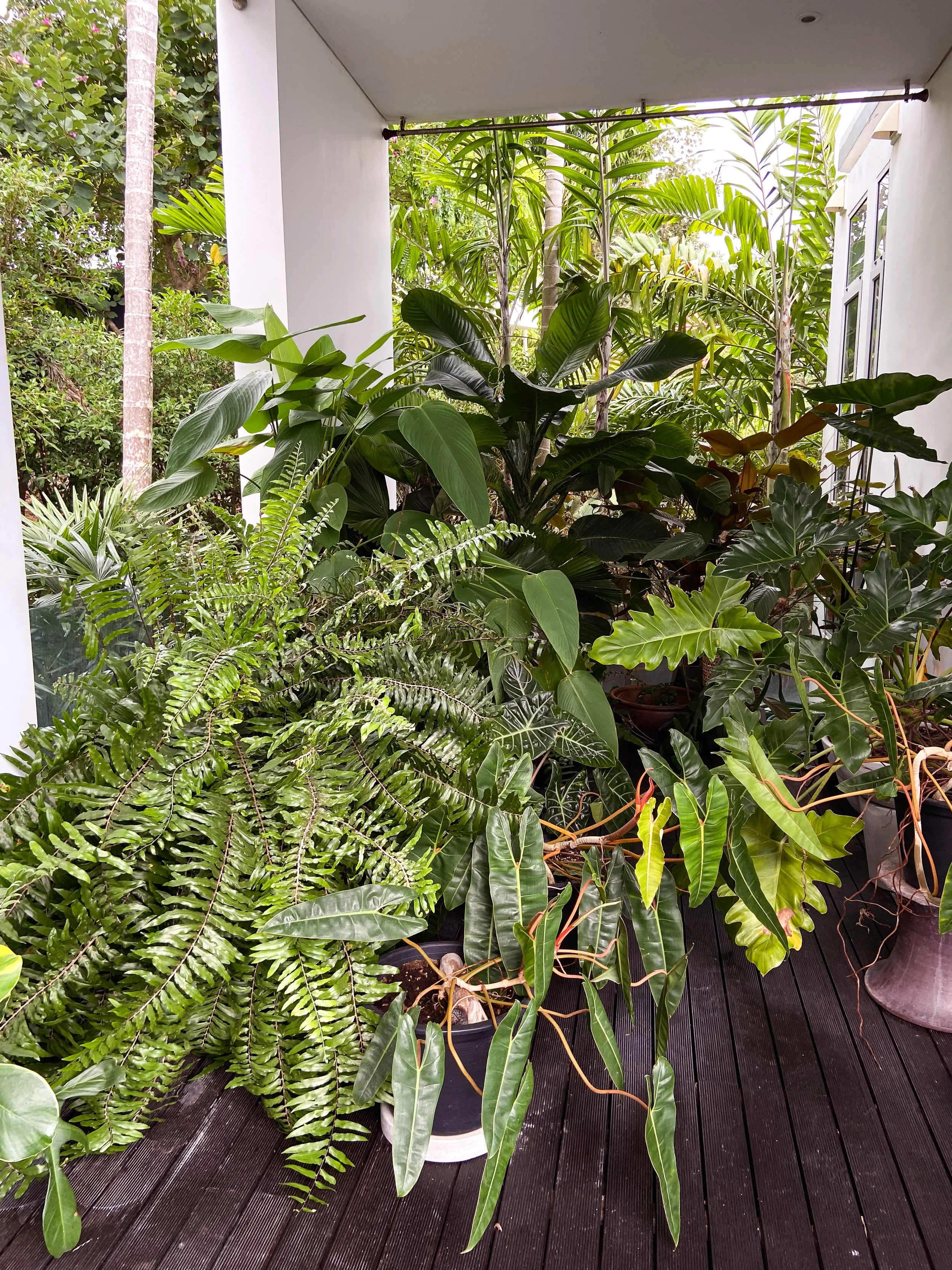A covered porch or balcony filled with various green potted plants, including ferns, philodendrons, and other tropical foliage, with a view of trees and greenery outside.