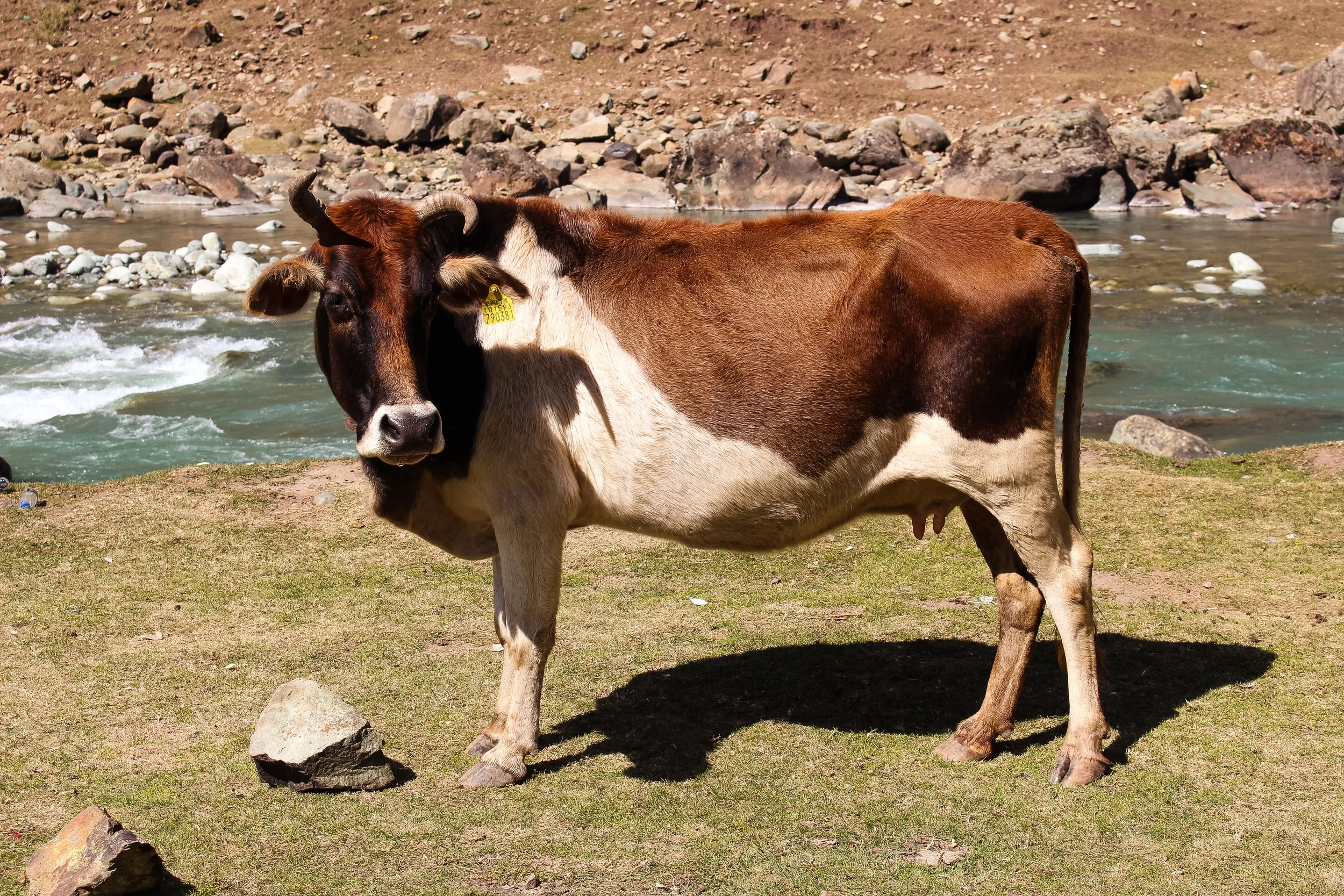 A brown and white cow standing on grassy land near a flowing creek with rocks in the background.