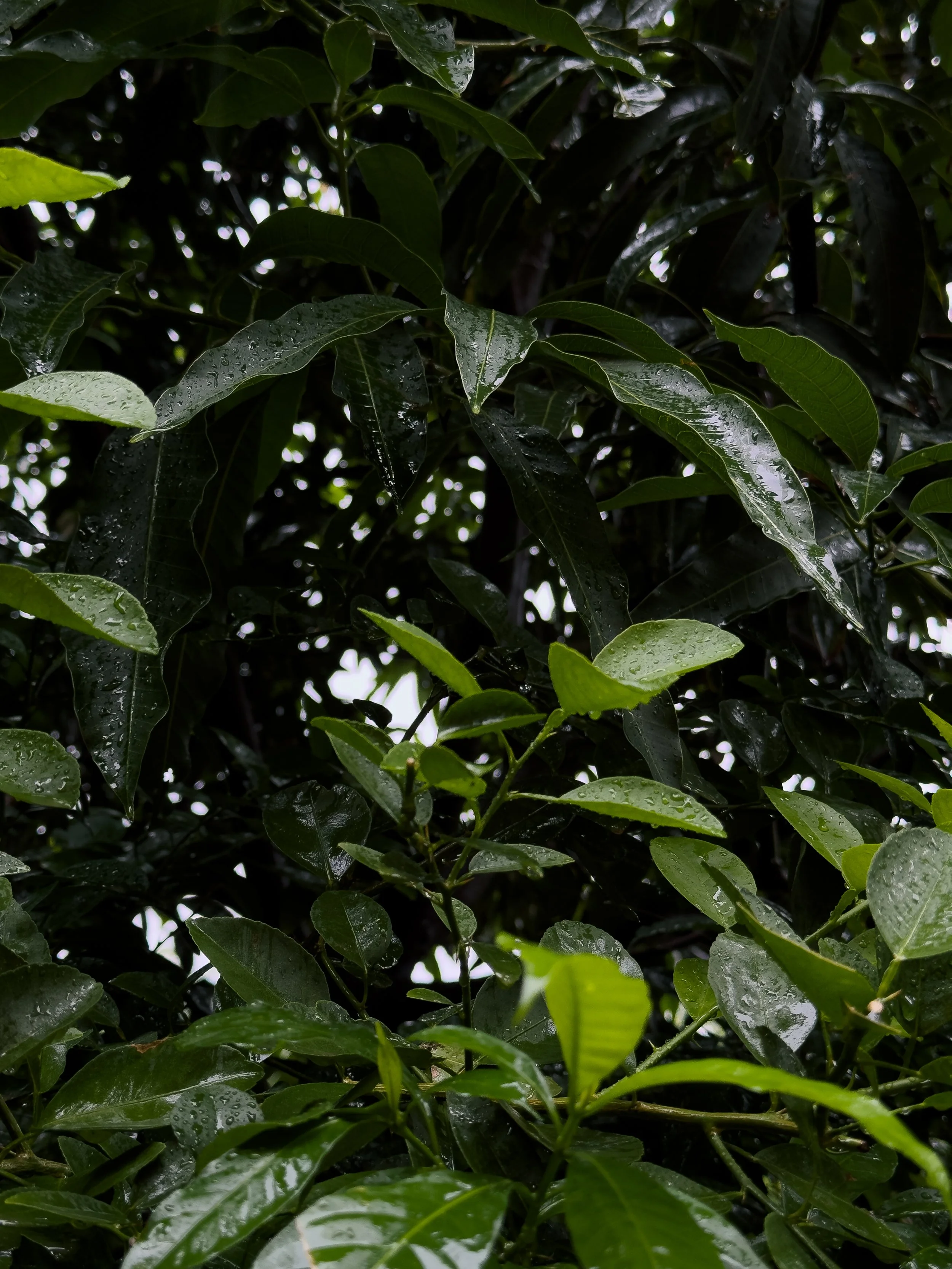 Green leaves with water droplets on a tree or plant, showing varying shades of green and dense foliage.