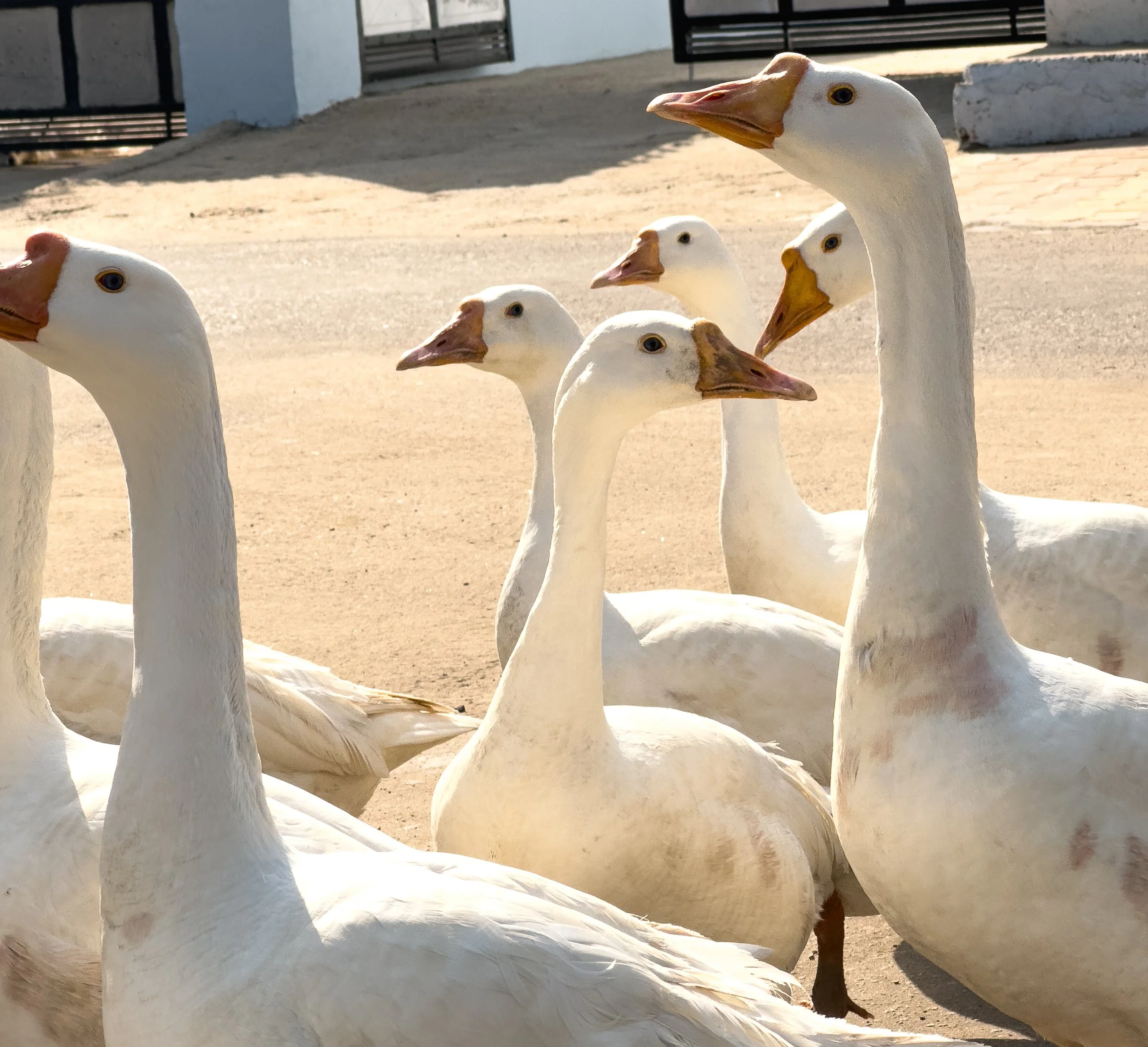 A group of six white geese with orange beaks, standing on sandy ground outdoors, with some buildings and a metal fence in the background.