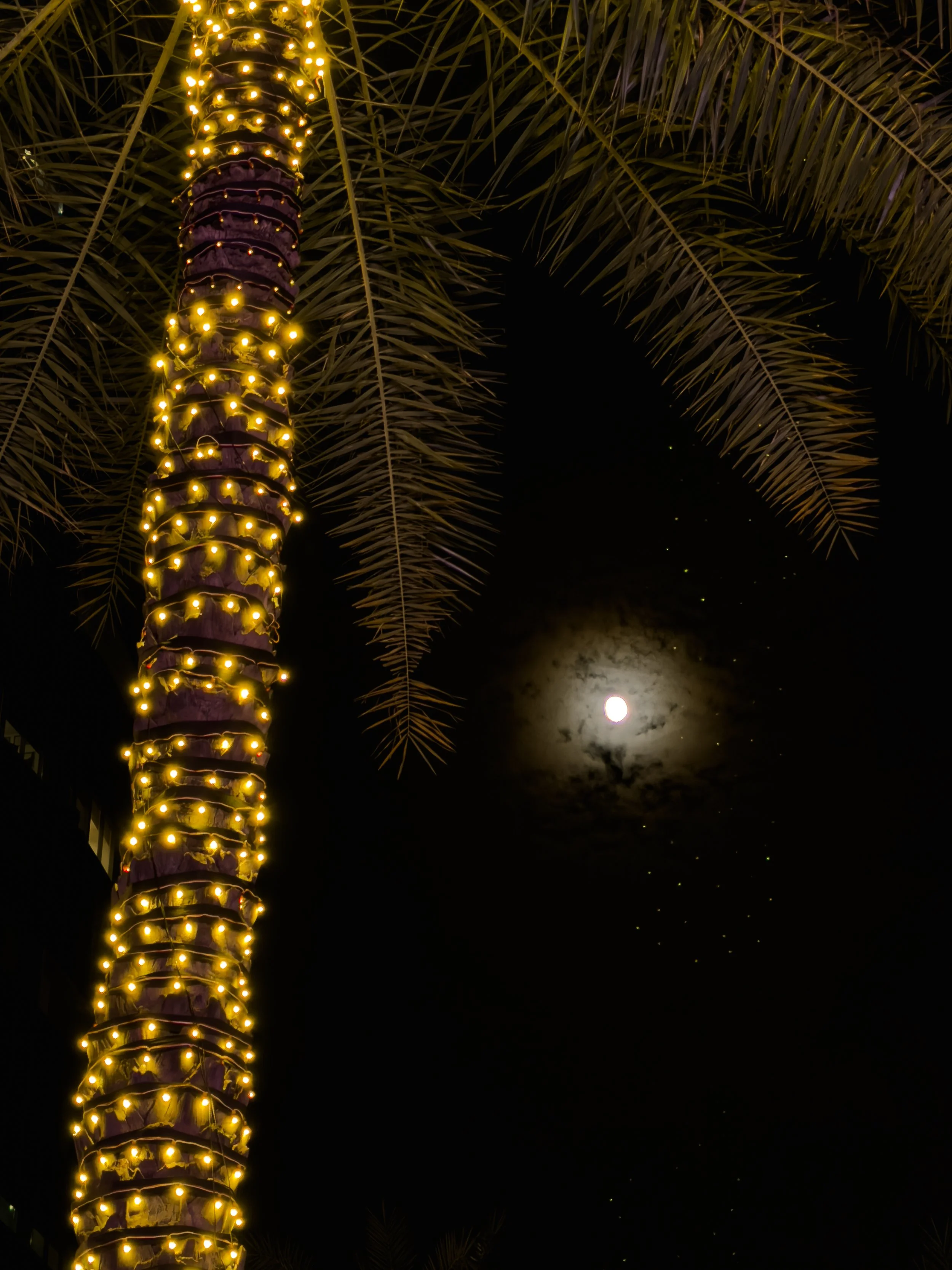 Nighttime scene with a tall palm tree wrapped in yellow string lights, a bright full moon partially obscured by clouds, and palm fronds overhead.