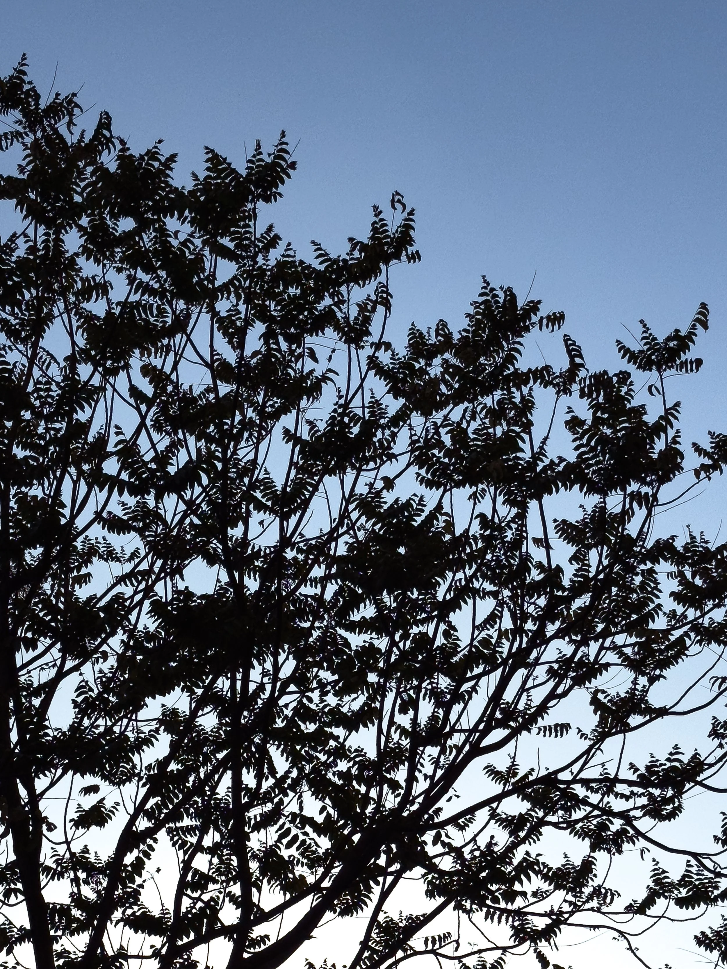 Silhouette of tree branches and leaves against a clear, blue sky.