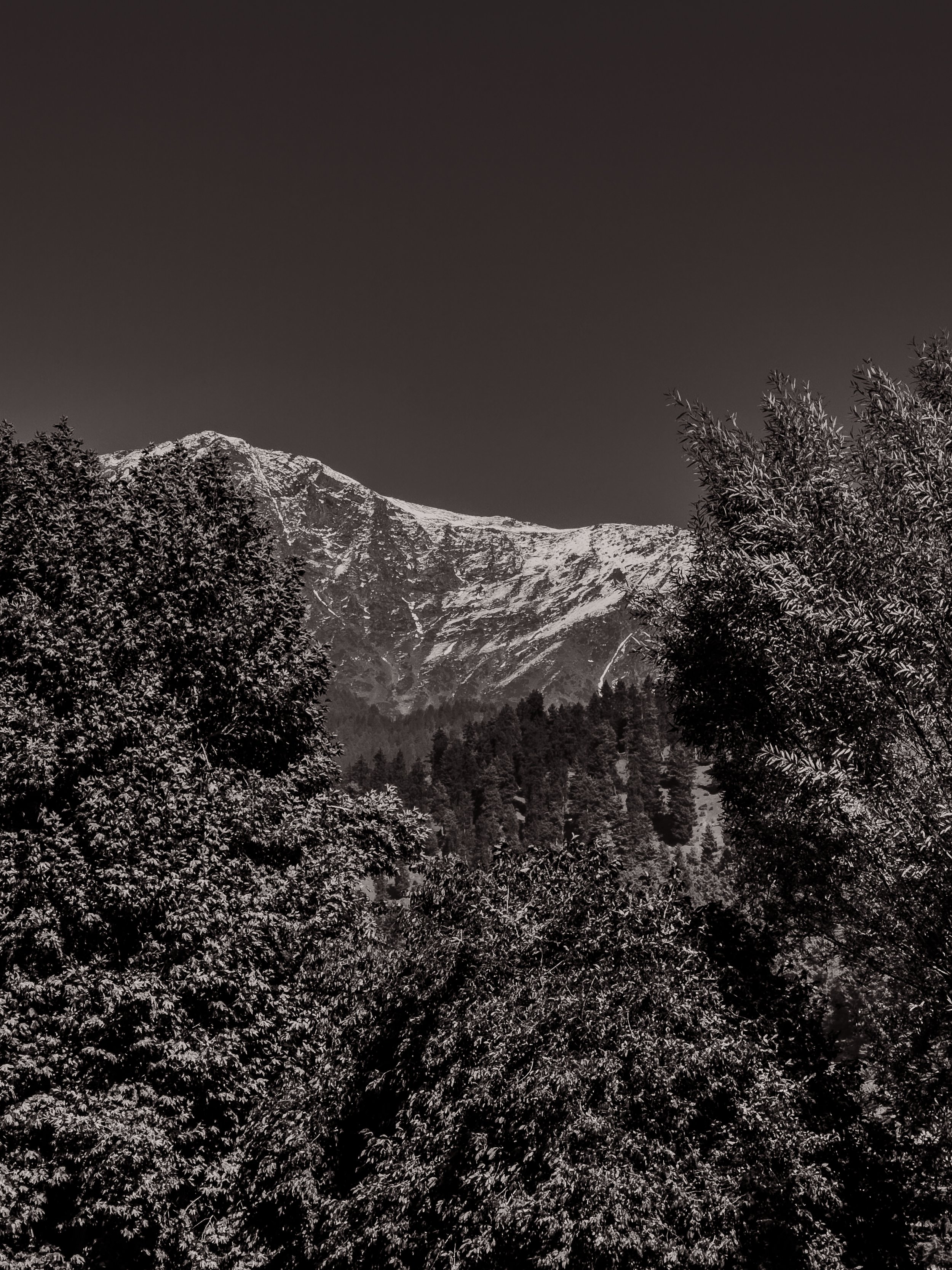 Snow-covered mountain with dense pine trees in foreground under a clear sky.