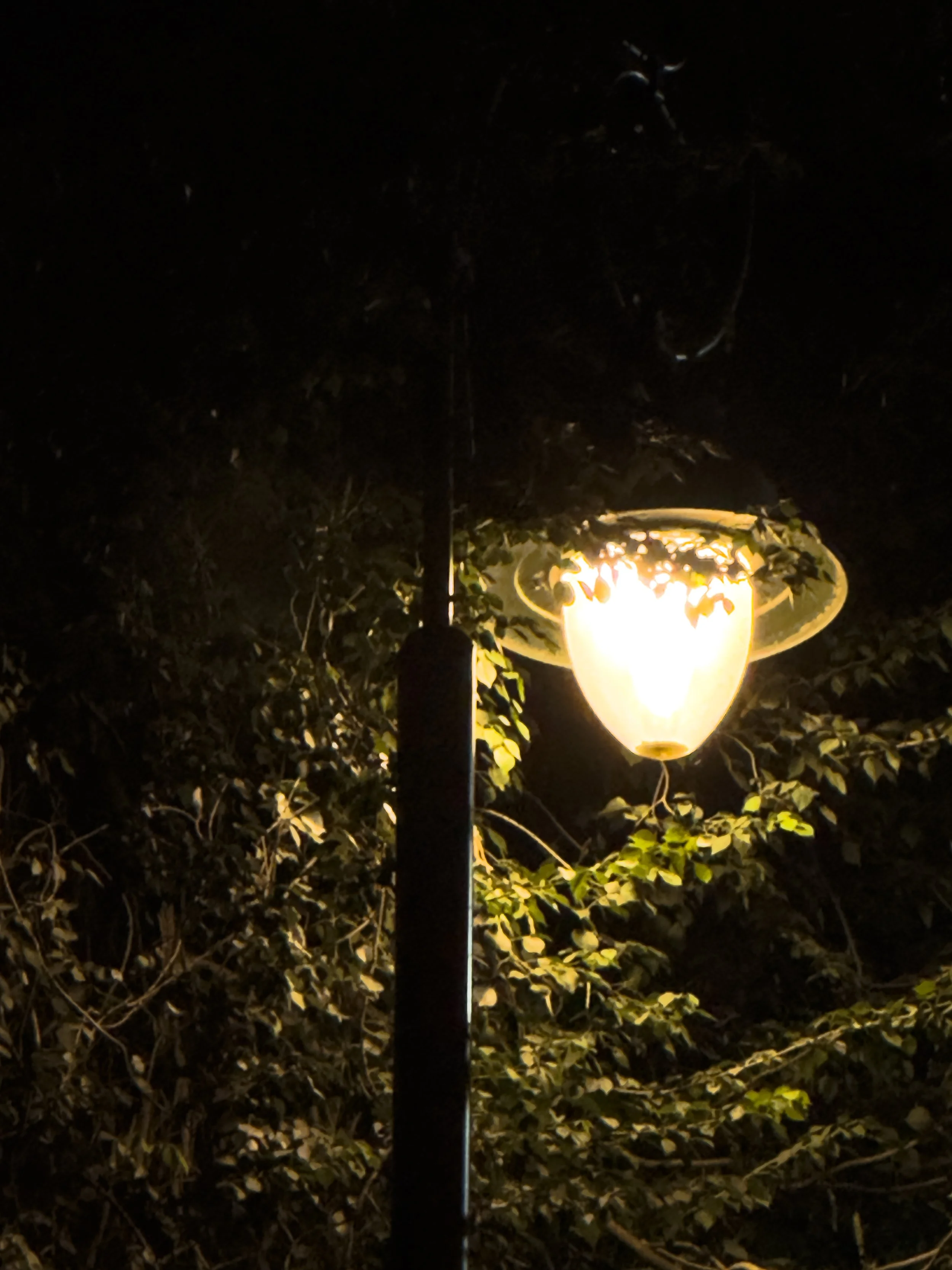 A vintage-style street lamp with a glowing yellow light surrounded by green leaves at night.