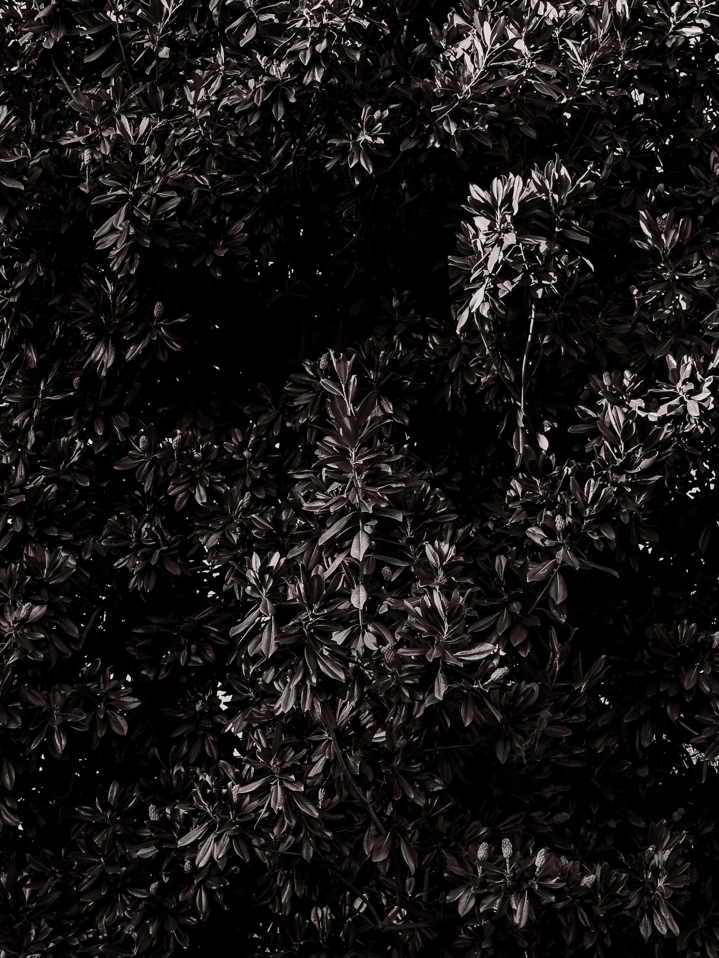 Dense shrub with dark leaves