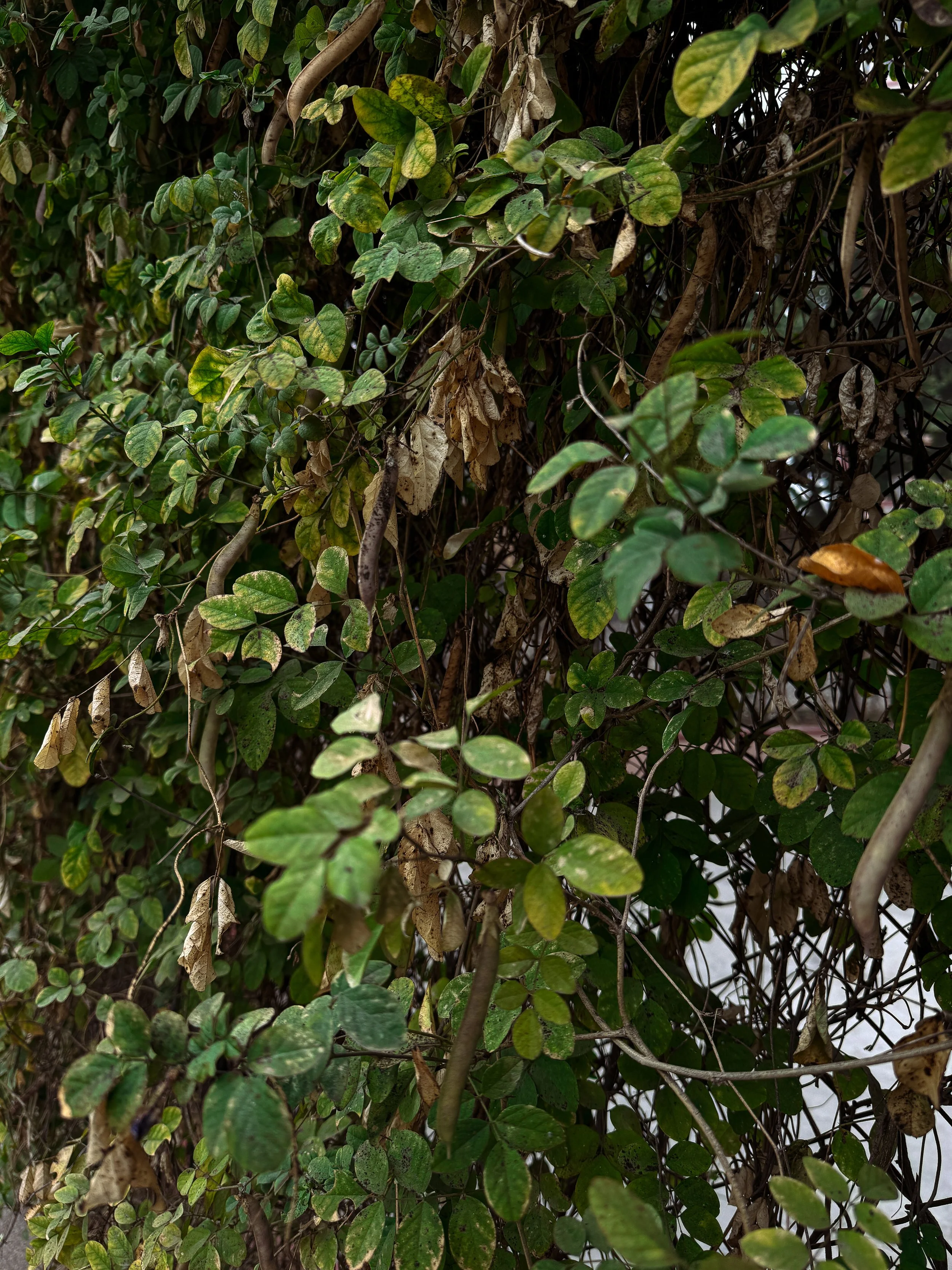 Close-up of dense green and brown leaves on a vine or bush.