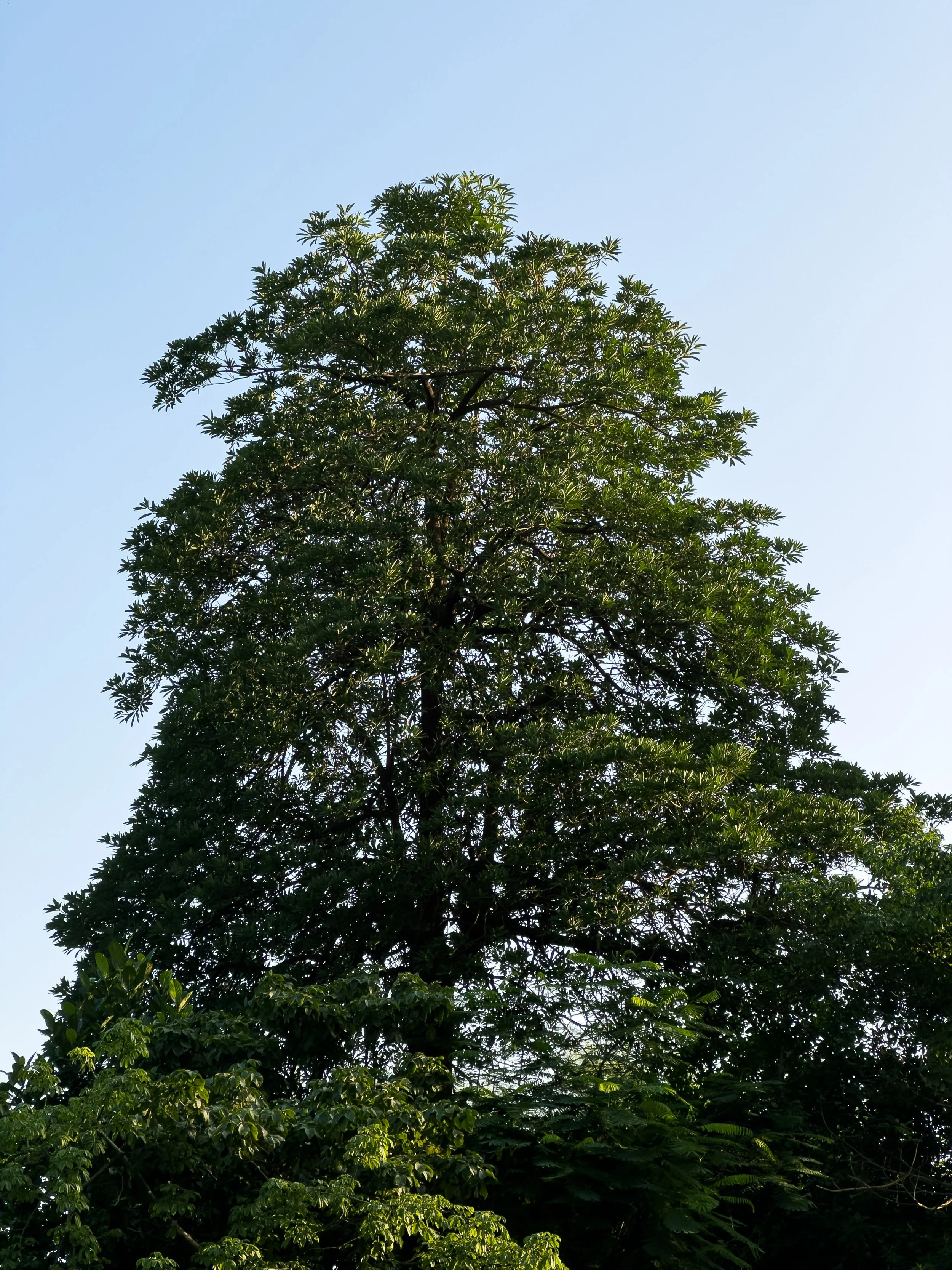 Tall green tree with dense foliage against a clear blue sky.
