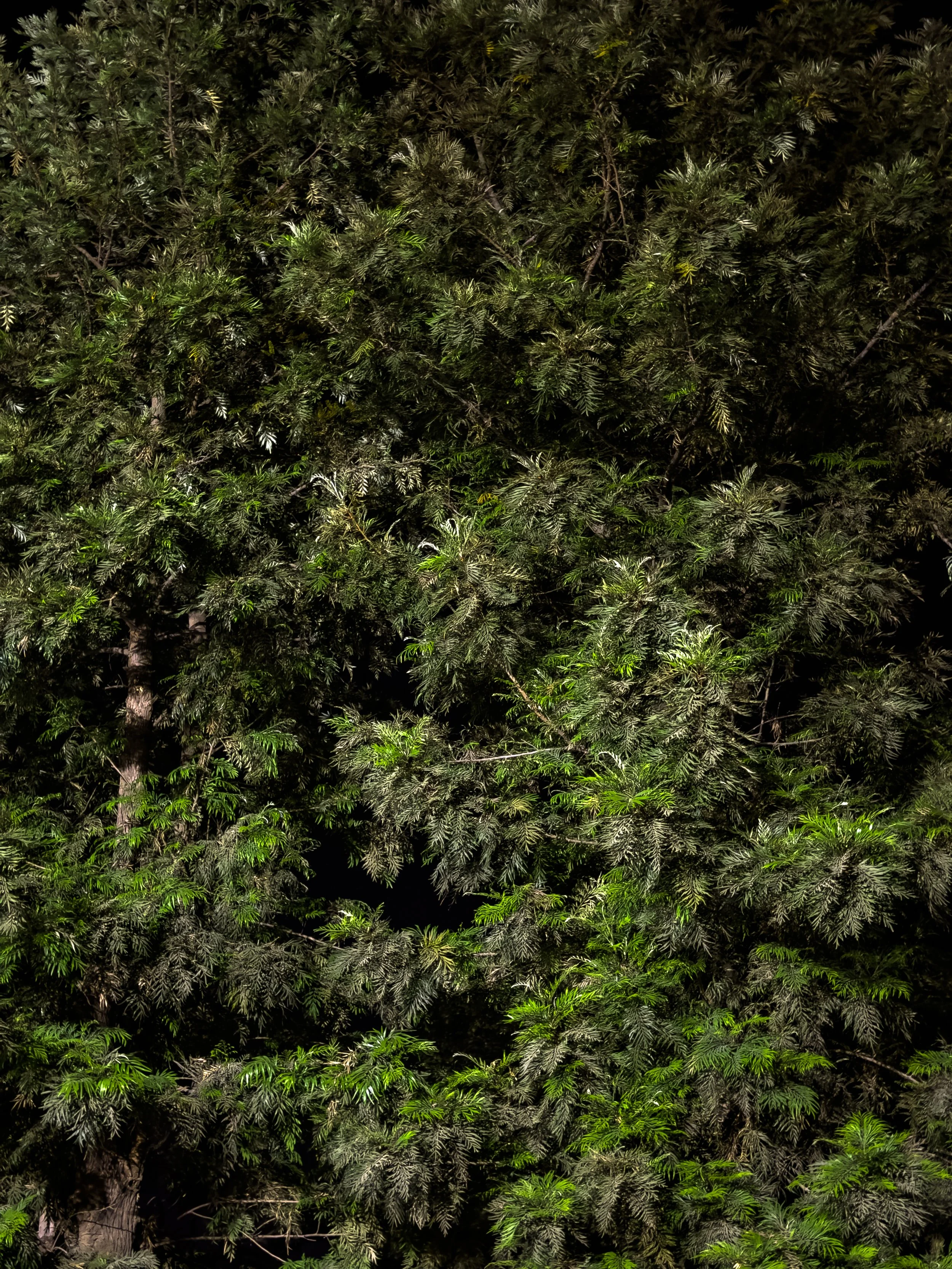 A dense green forest with trees and foliage, showing a variety of green shades.