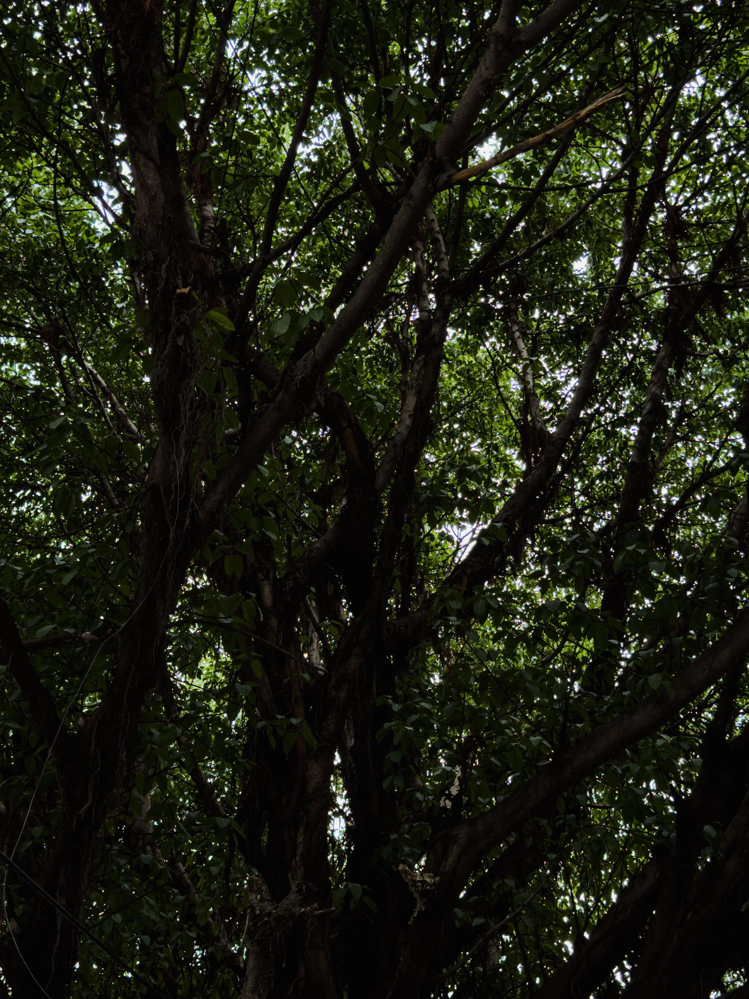 The photo shows the view looking up into the dense canopy of a large tree, with numerous branches, green leaves, and glimpses of sky.