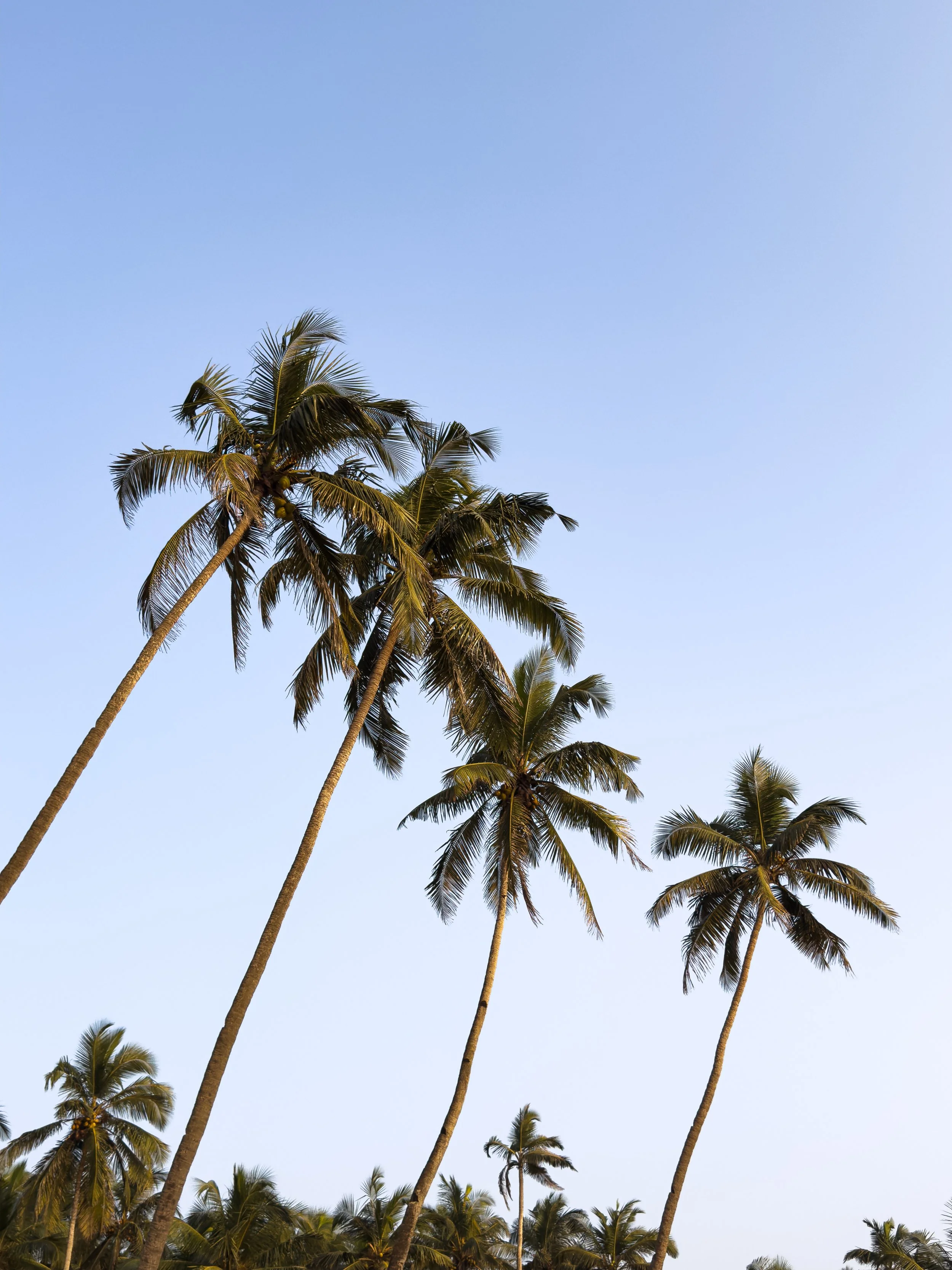 Tall palm trees against a clear blue sky, typical of a tropical or beach location.