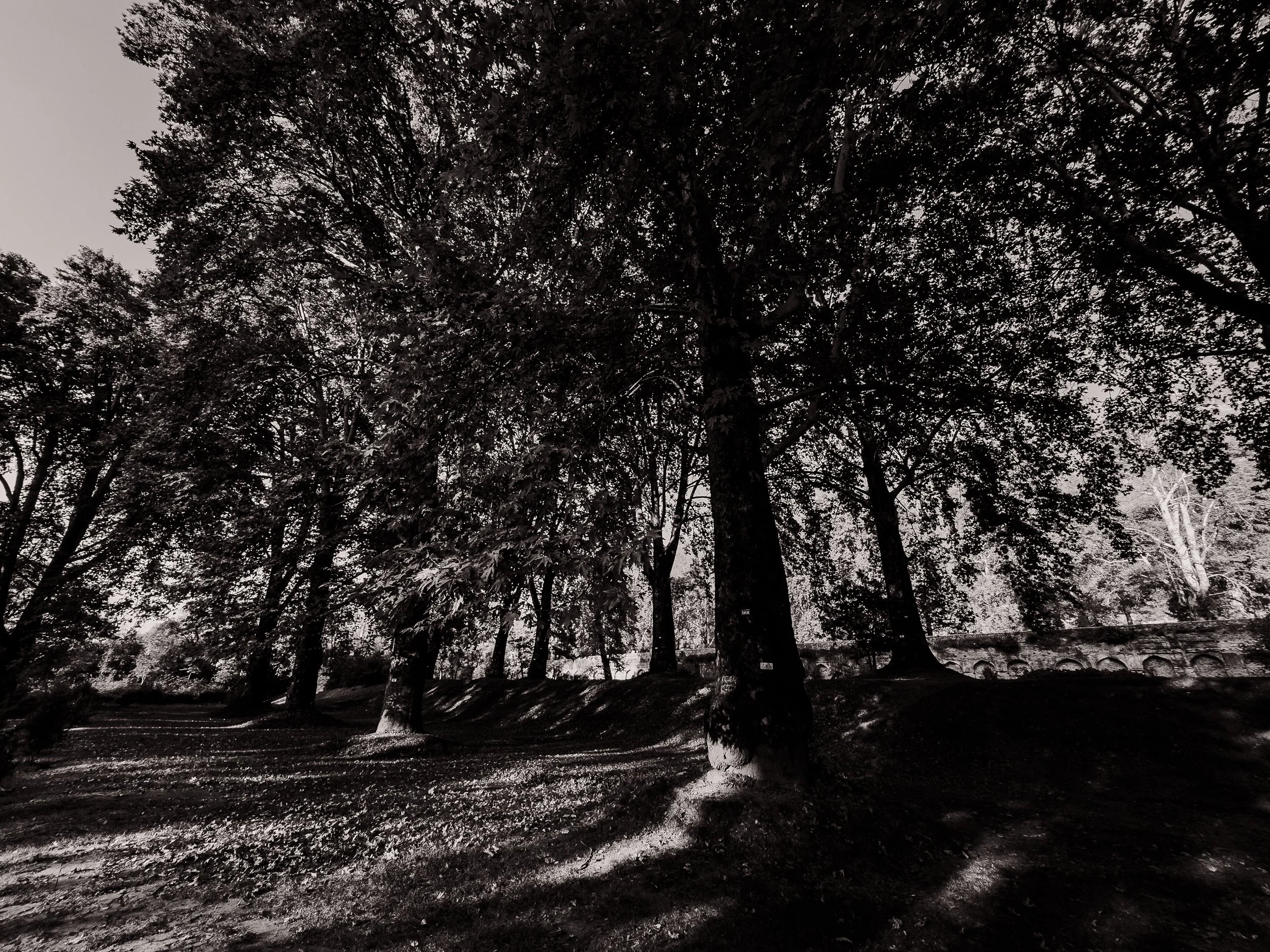 Black and white photo of tall trees with dense foliage in a park or wooded area.