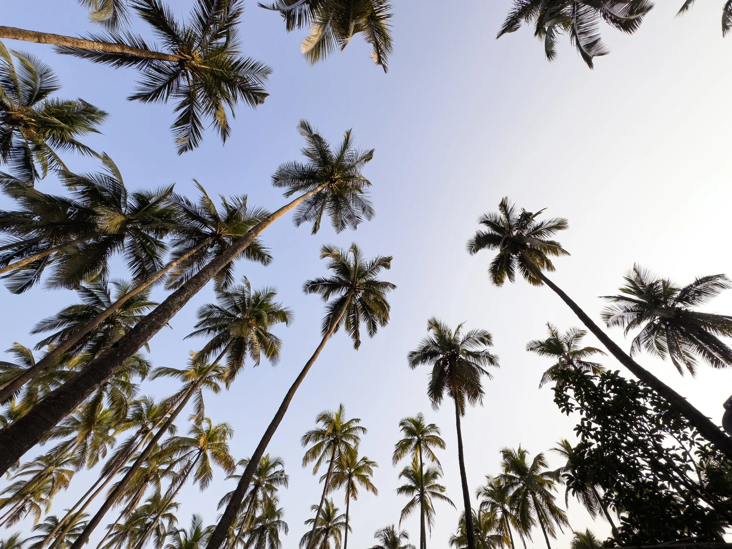 Tall palm trees viewed from below against a clear sky, some with visible fronds, in a tropical setting.