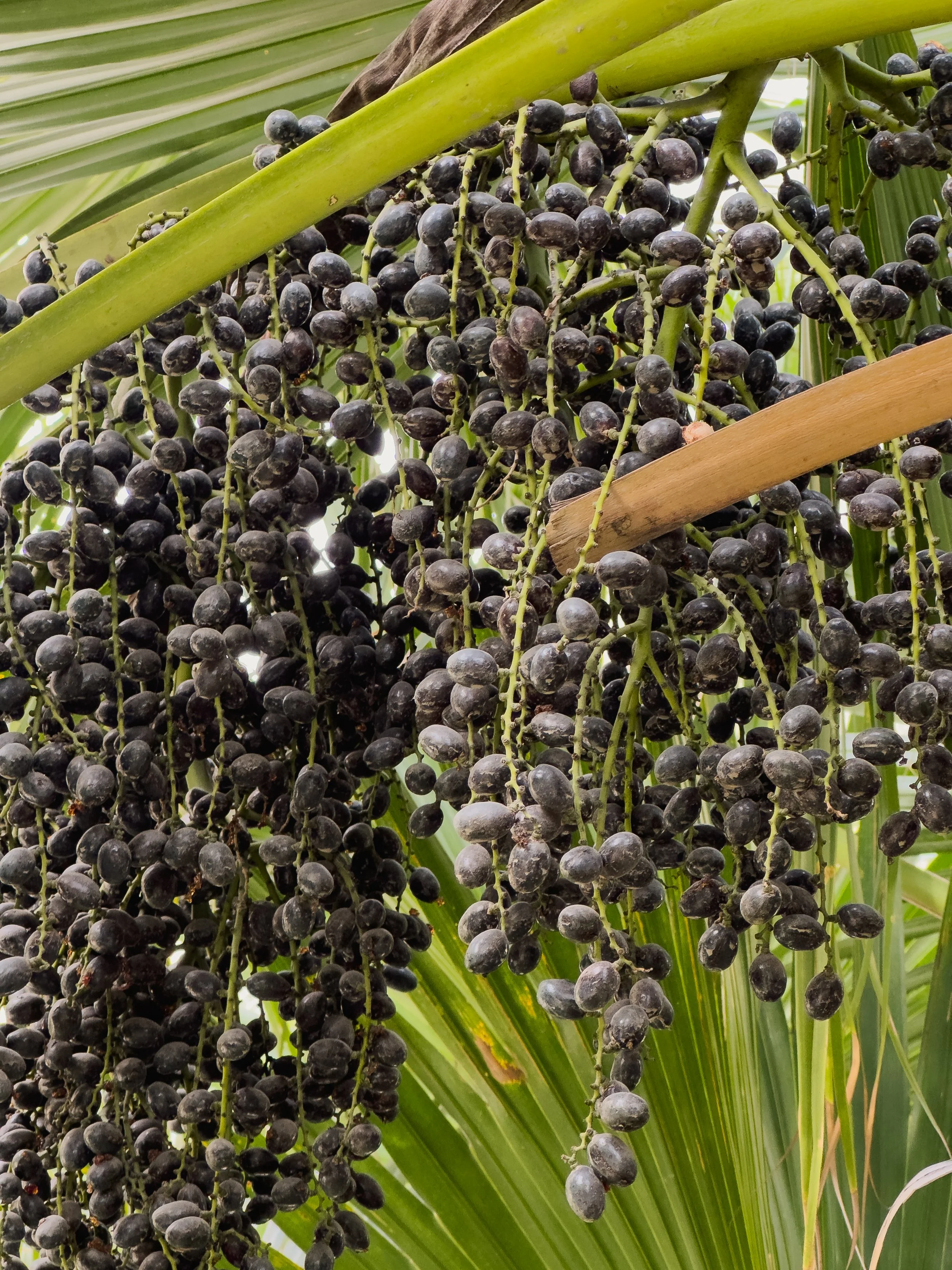 Close-up of black ripe grapes hanging in bunches on a grapevine with green leaves.