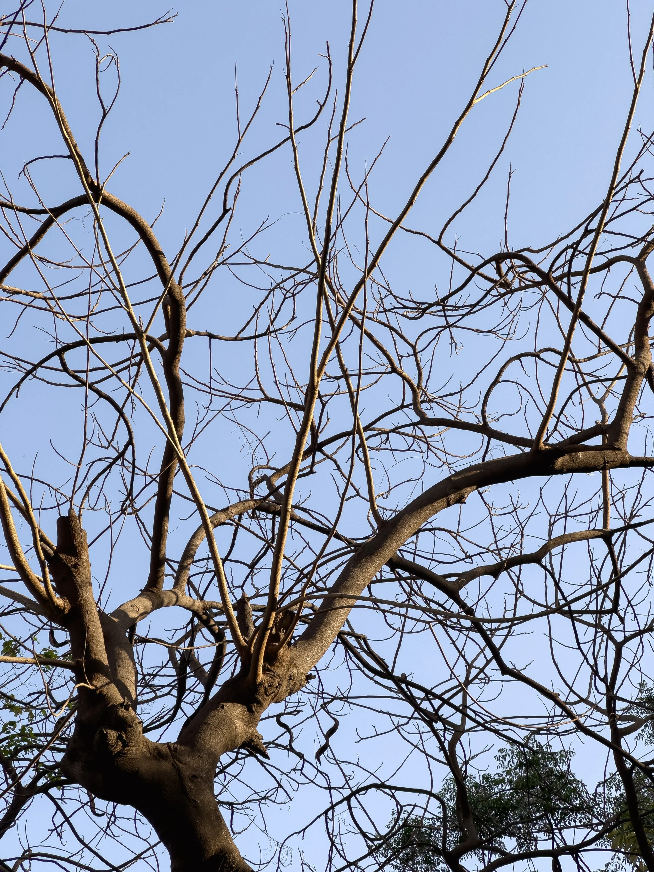 Bare tree branches against a clear blue sky.