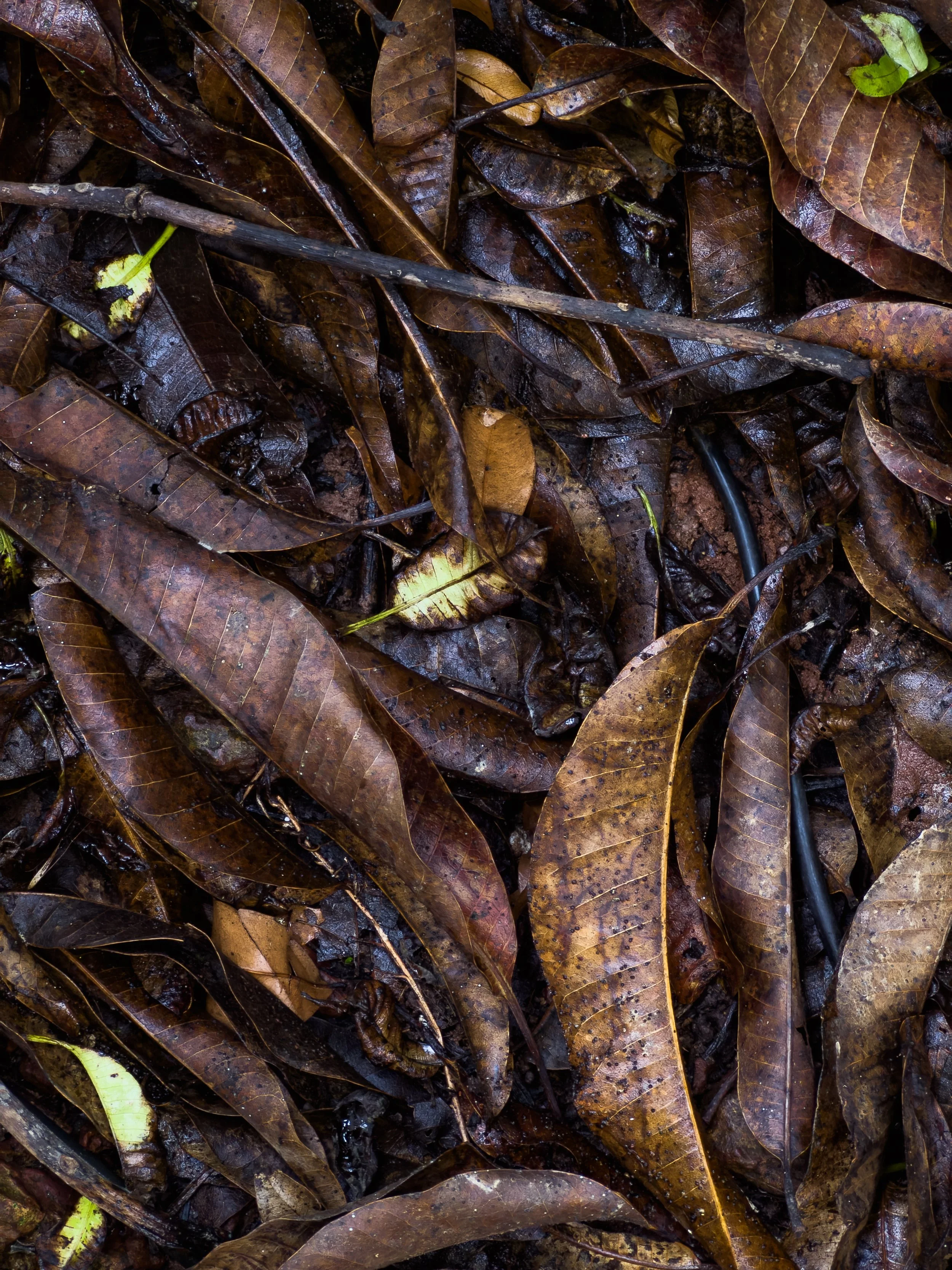 A close-up view of wet, fallen brown leaves on the ground with some green leaves and twigs.