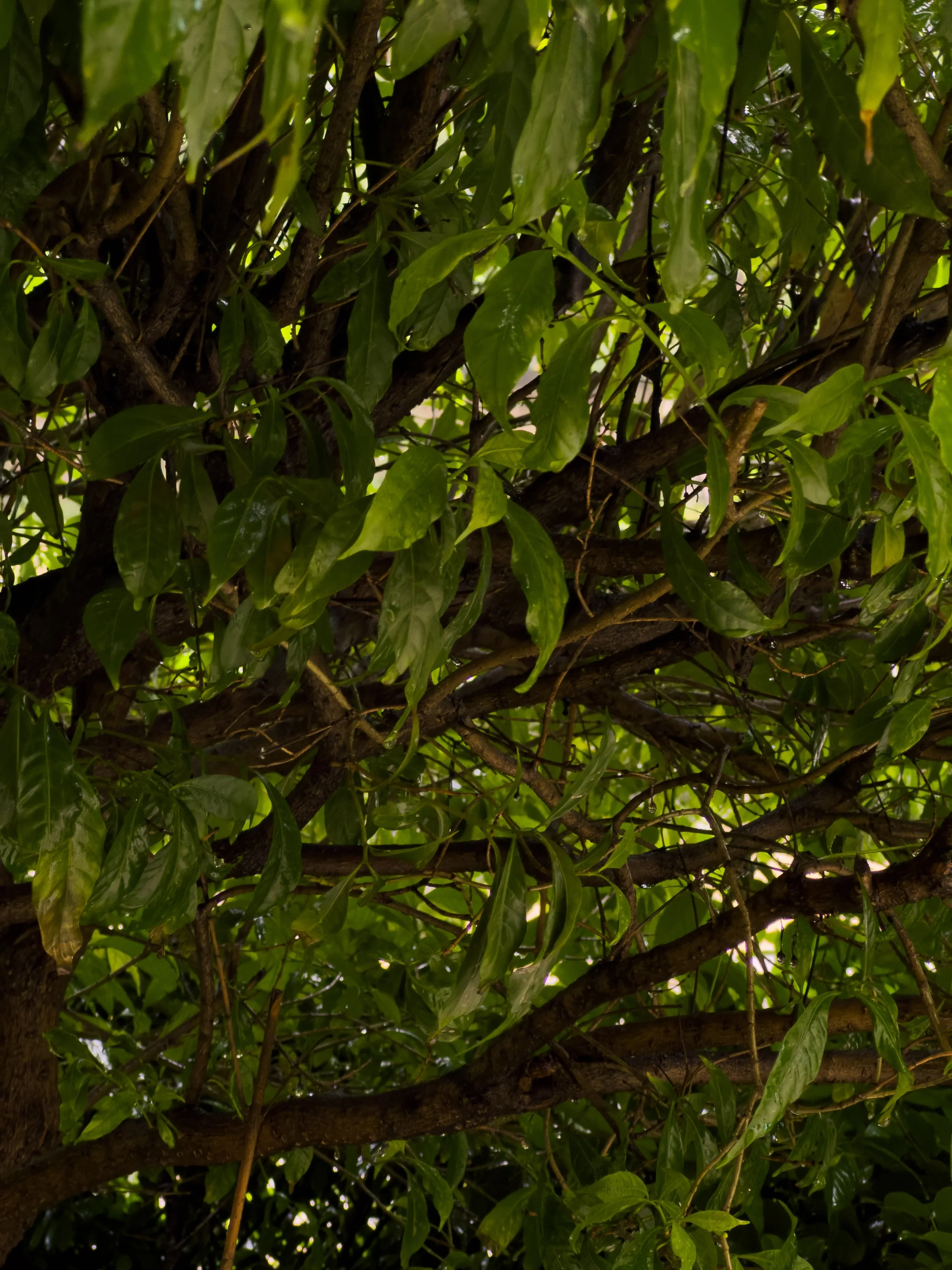 Close-up of dense green foliage and tree branches overhead.