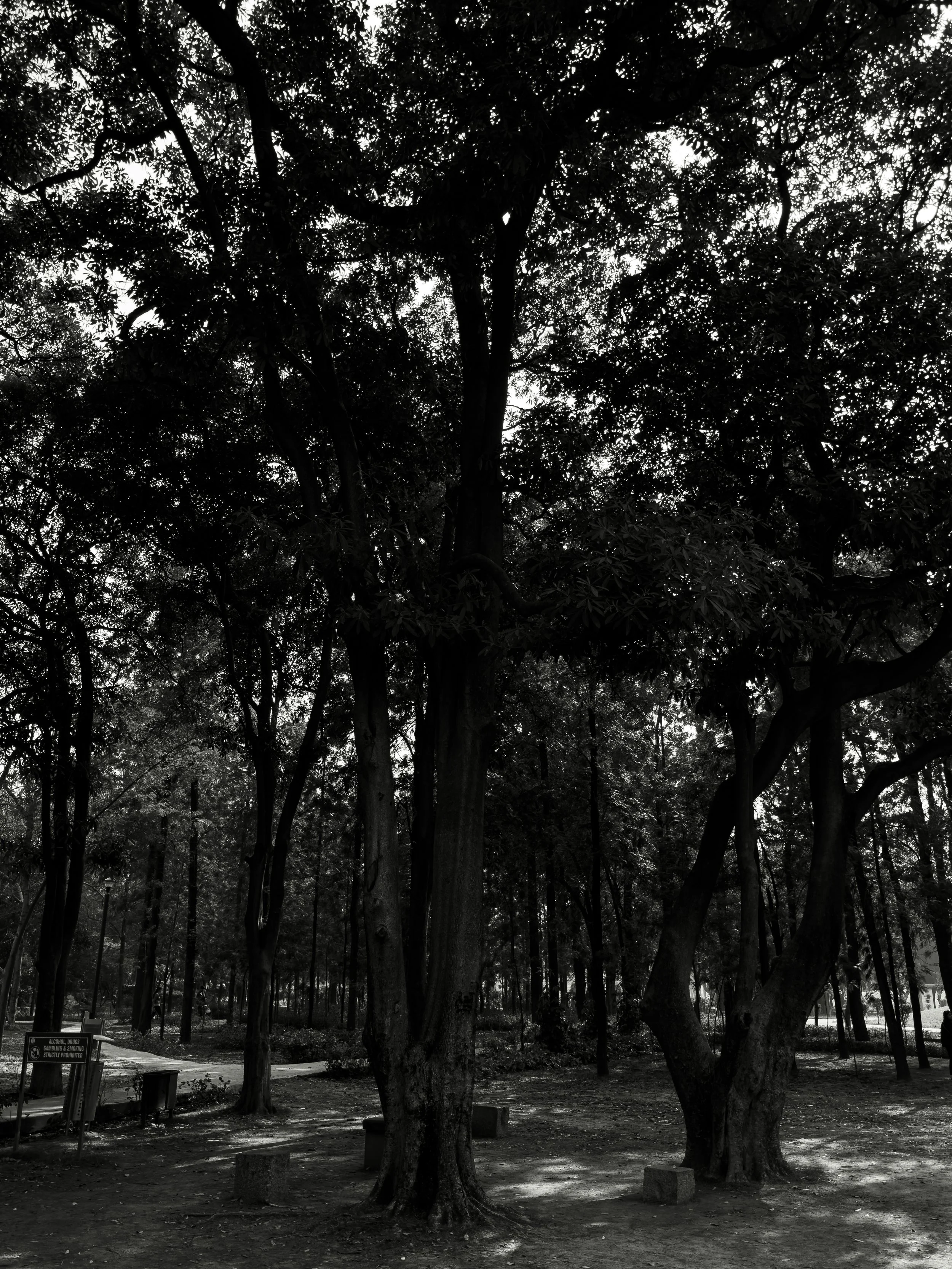 Black and white photo of a park with tall trees and a dirt pathway. There are small concrete blocks near the trees and a sign on a post in the background.