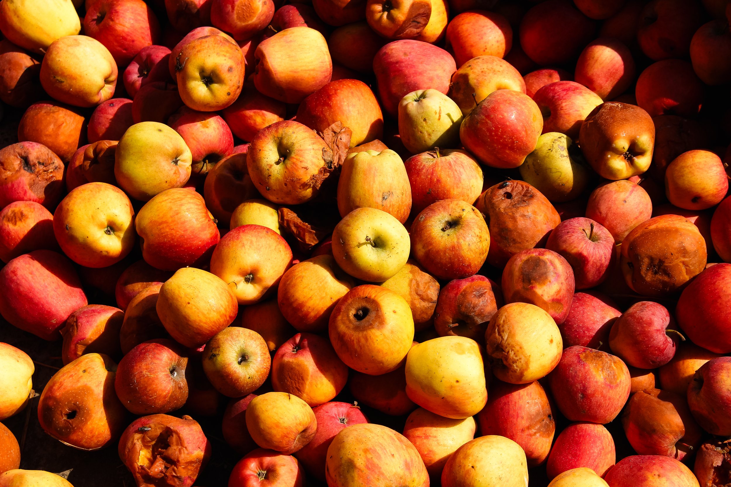 A large pile of ripe apples, some with blemishes, in various shades of red, yellow, and green.