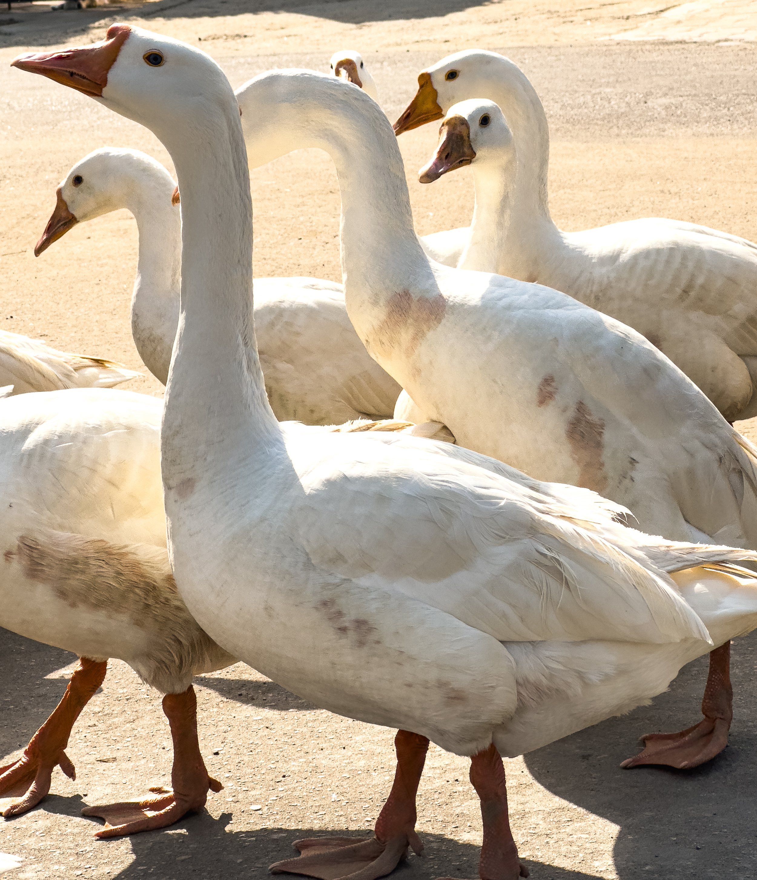 A group of white geese standing on a sandy surface.