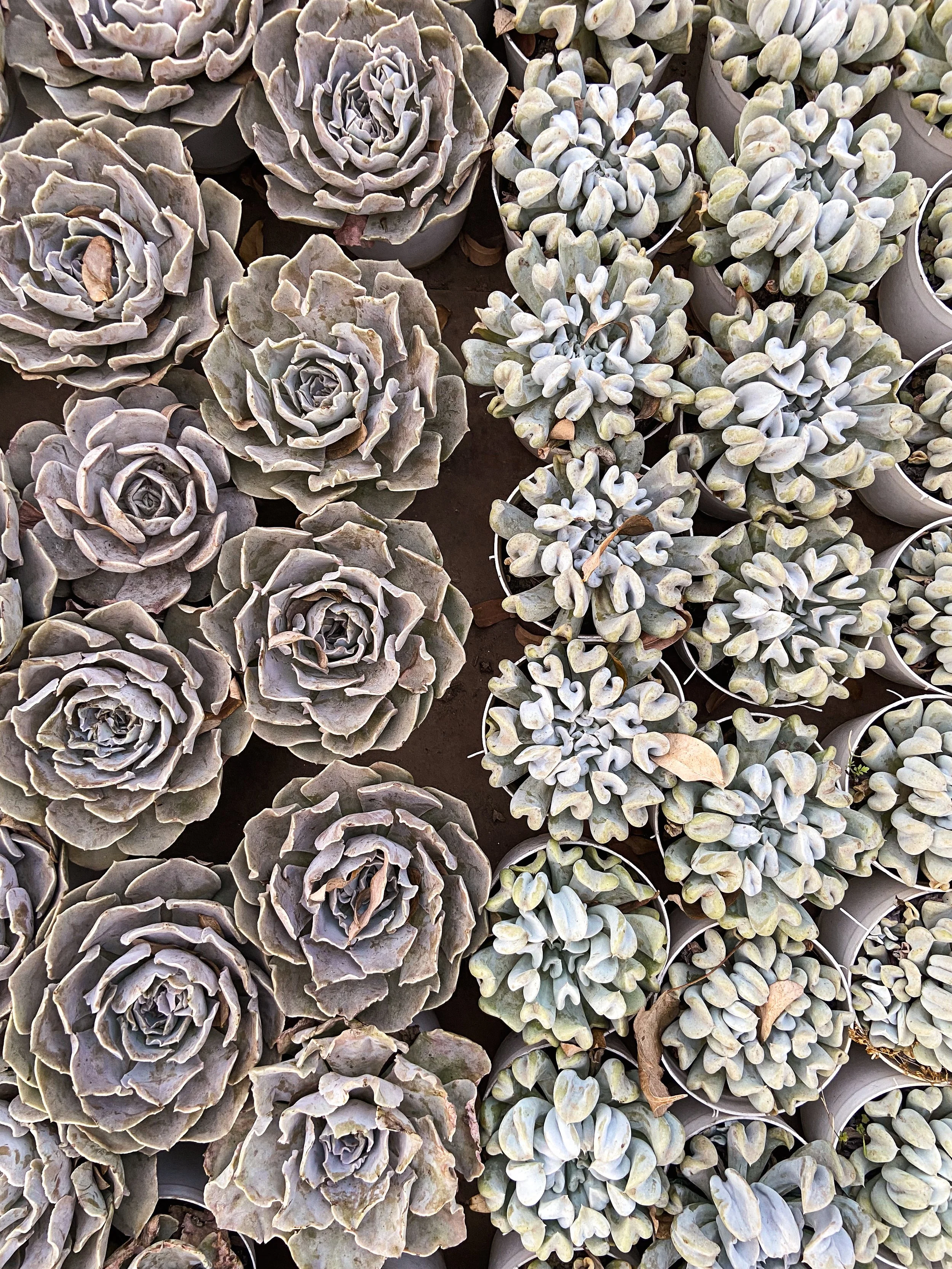 Close-up of potted succulents, with rosette-shaped varieties on the left and elongated, clustered varieties on the right.