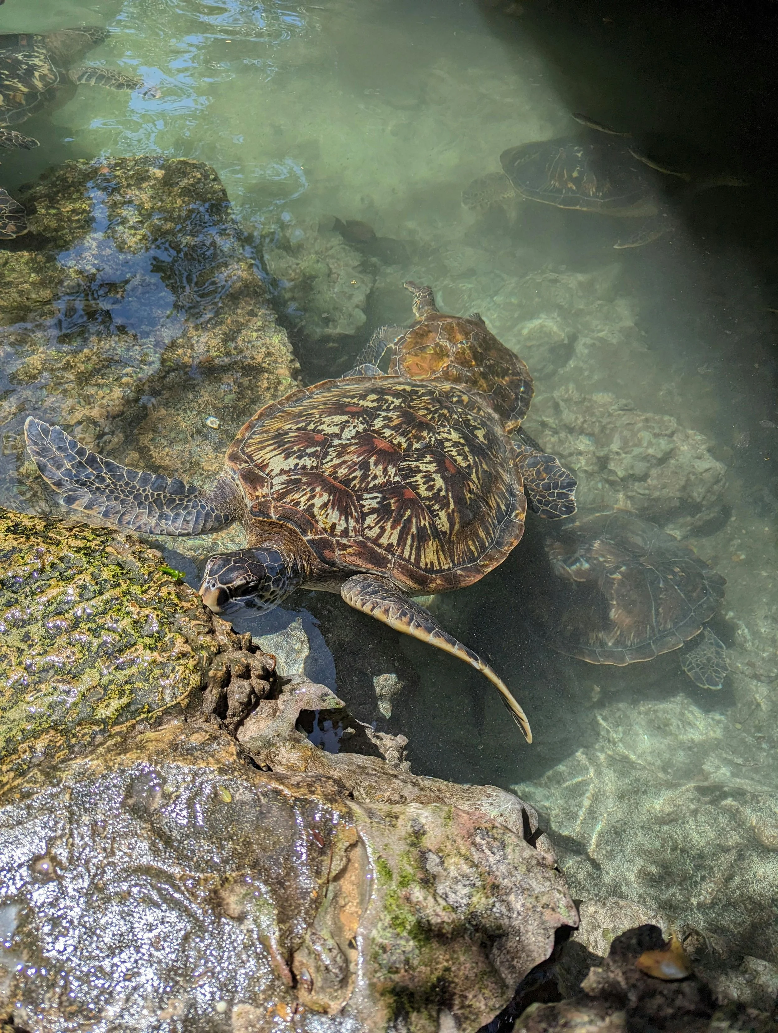 Multiple turtles swimming in clear water near rocks, with one turtle resting on a rock at the water's edge.