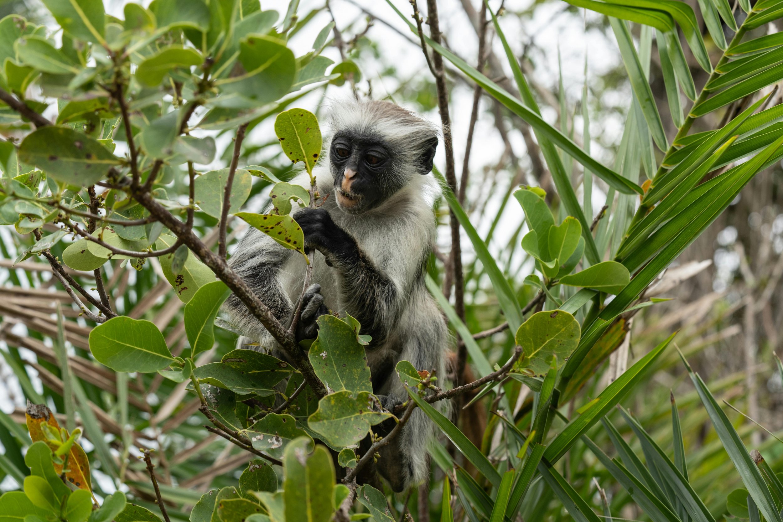 A young monkey with black and white fur sitting in a tree surrounded by green leaves.