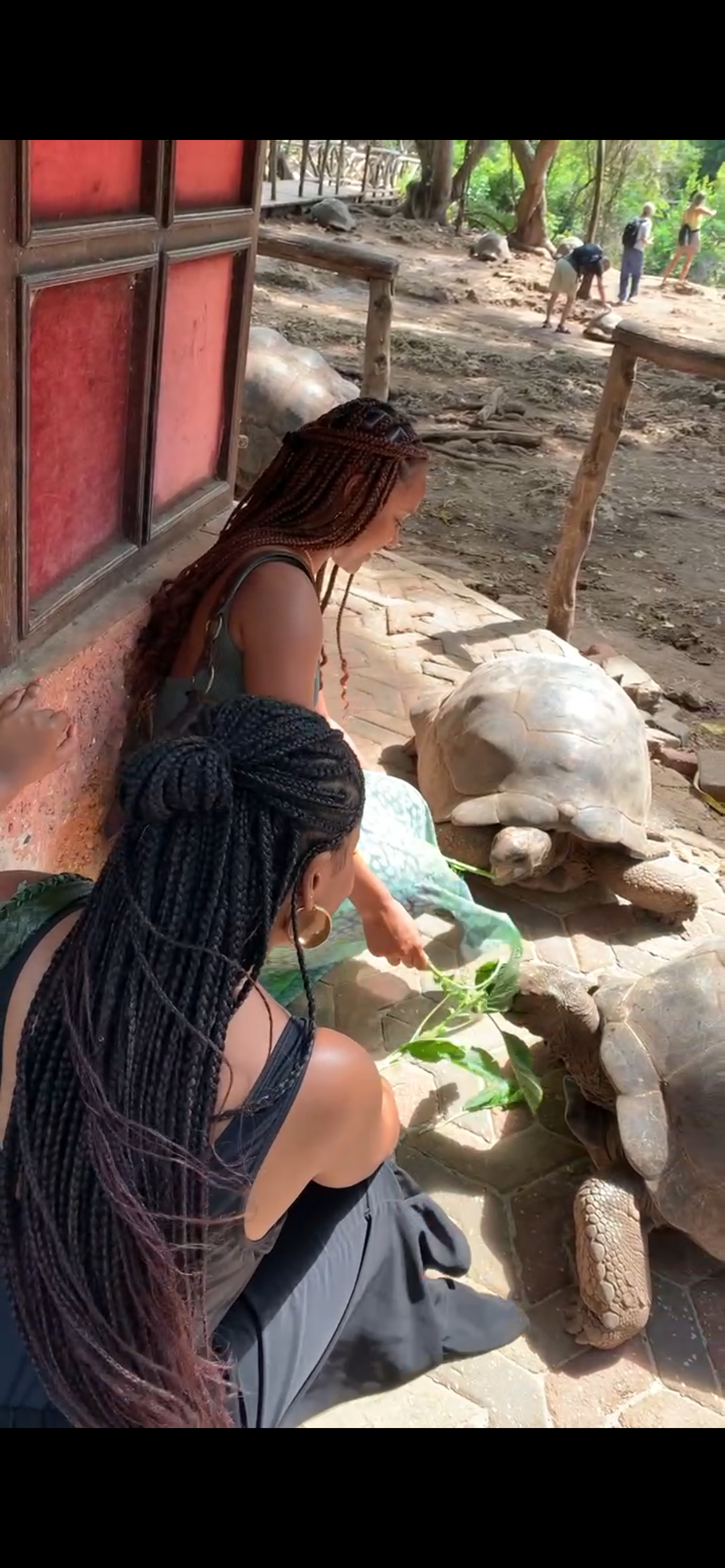 Two women feeding tortoises in an outdoor setting at a zoo or wildlife park