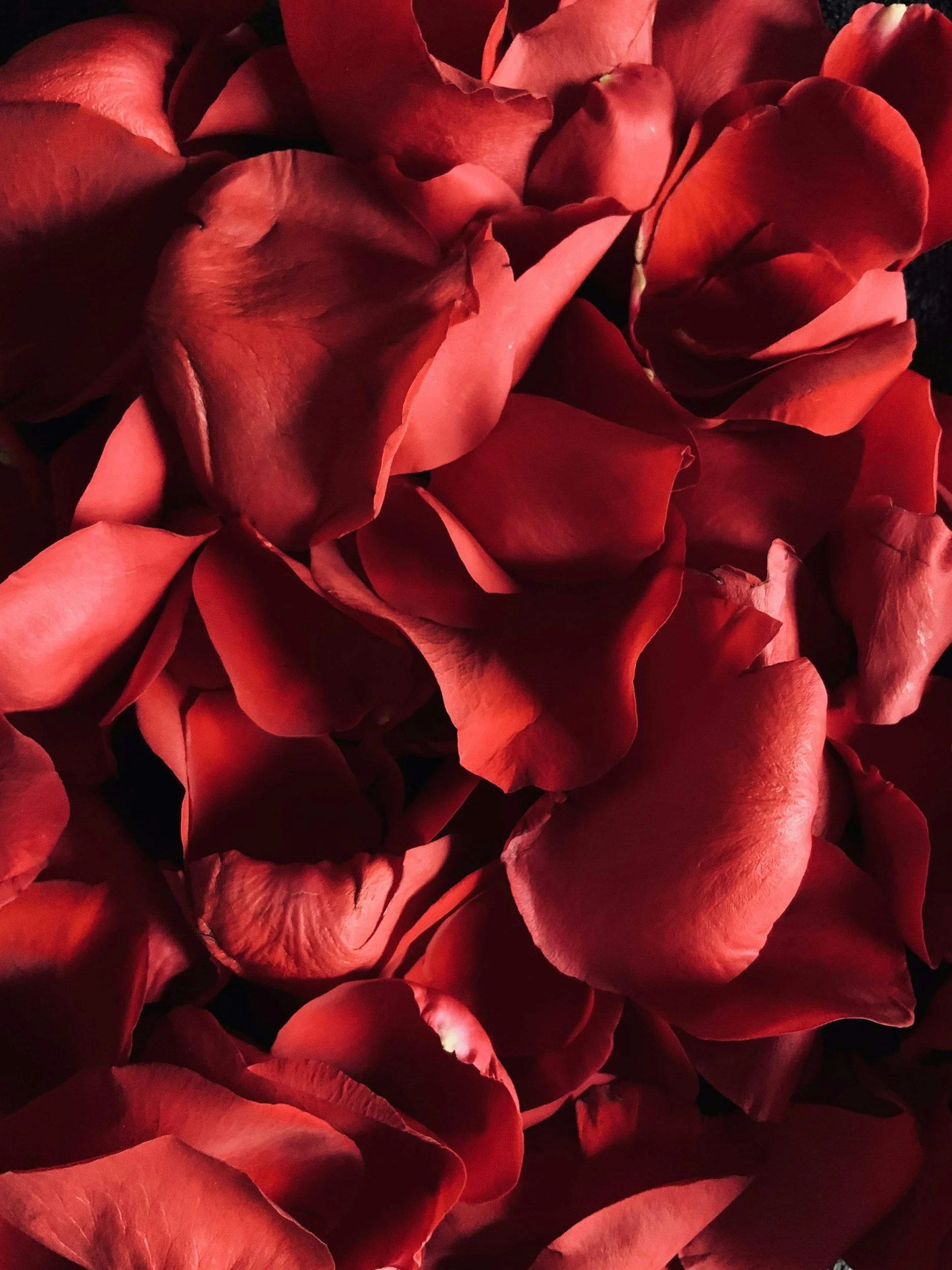 Close-up of red rose petals layered together.