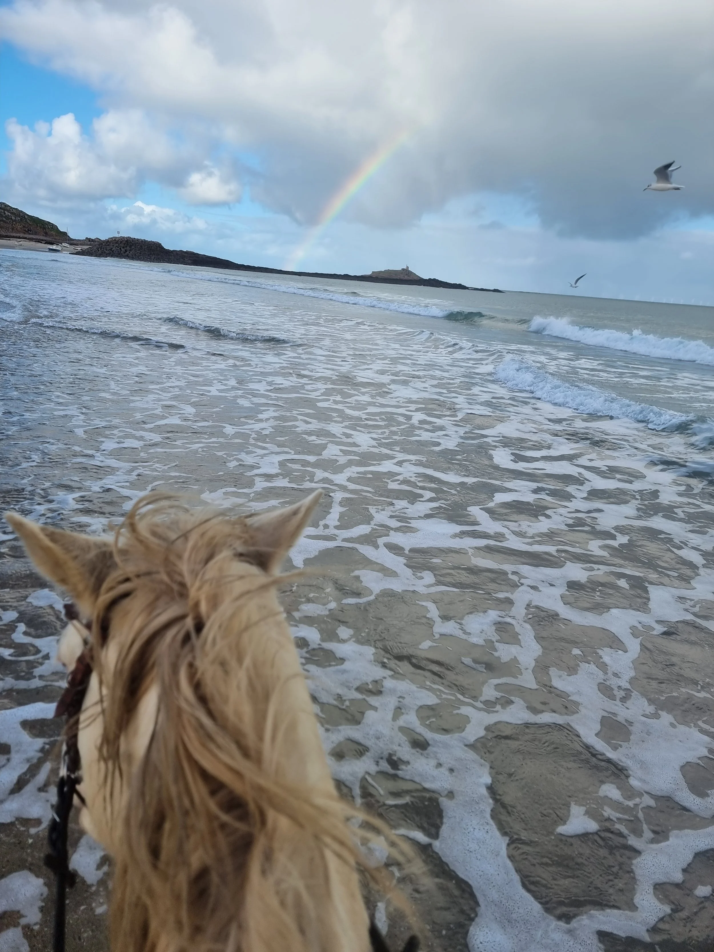 Vue de dos d'un cheval en regardant la mer avec des oiseaux dans le ciel, arc-en-ciel en arrière-plan, plage et rochers visibles.