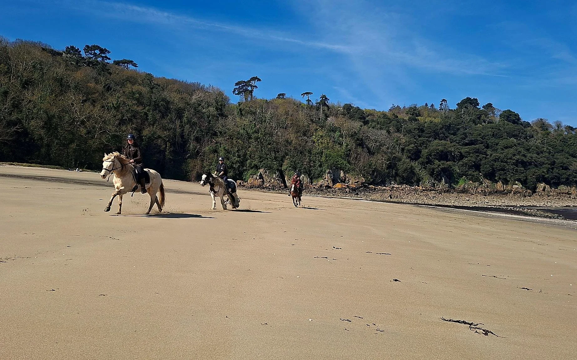 Cavalier sur la plage avec une forêt en arrière-plan et un ciel bleu