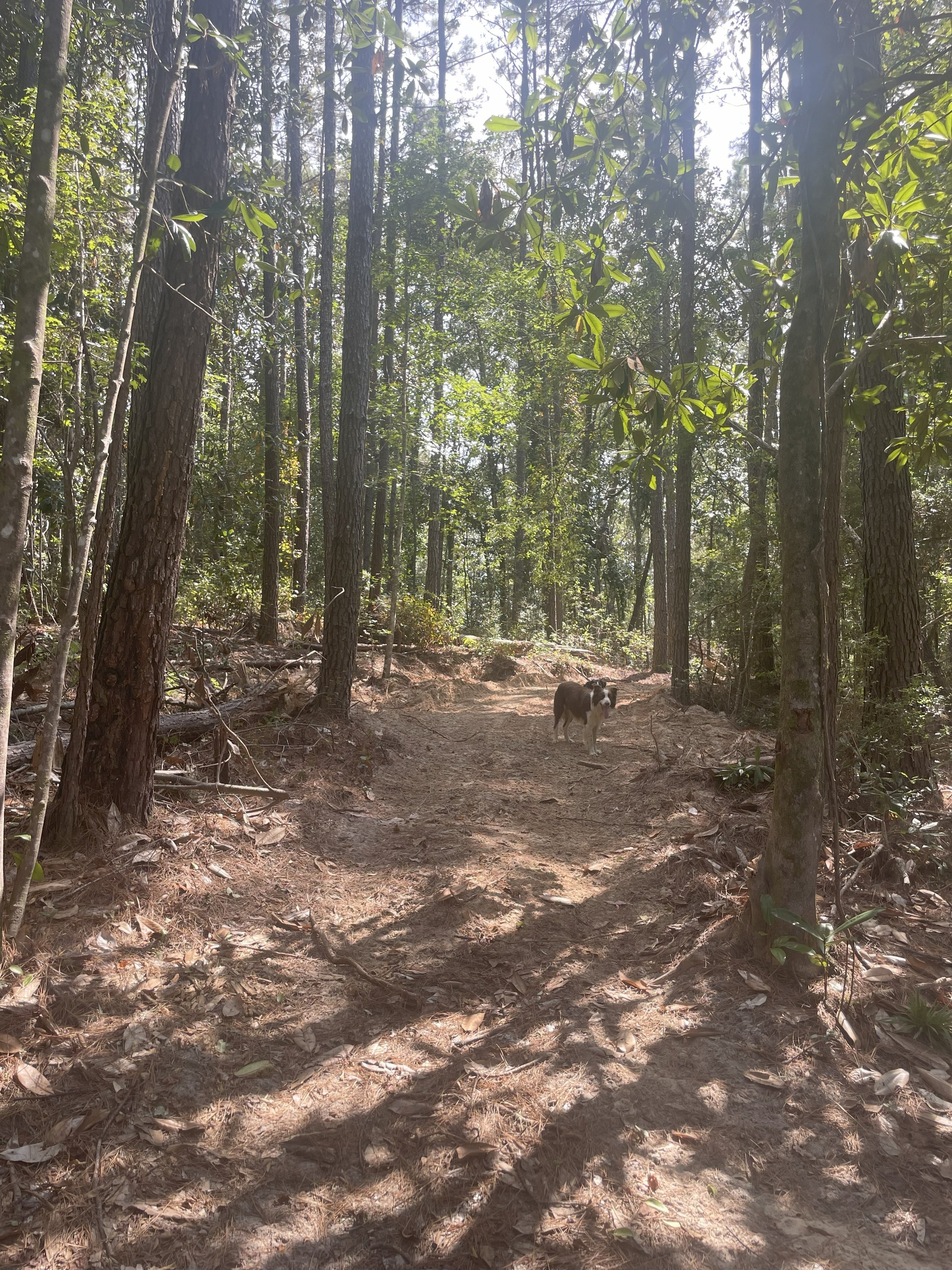 A wooded forest trail with tall trees and sunlight filtering through the leaves, featuring a small dog standing on the dirt path.