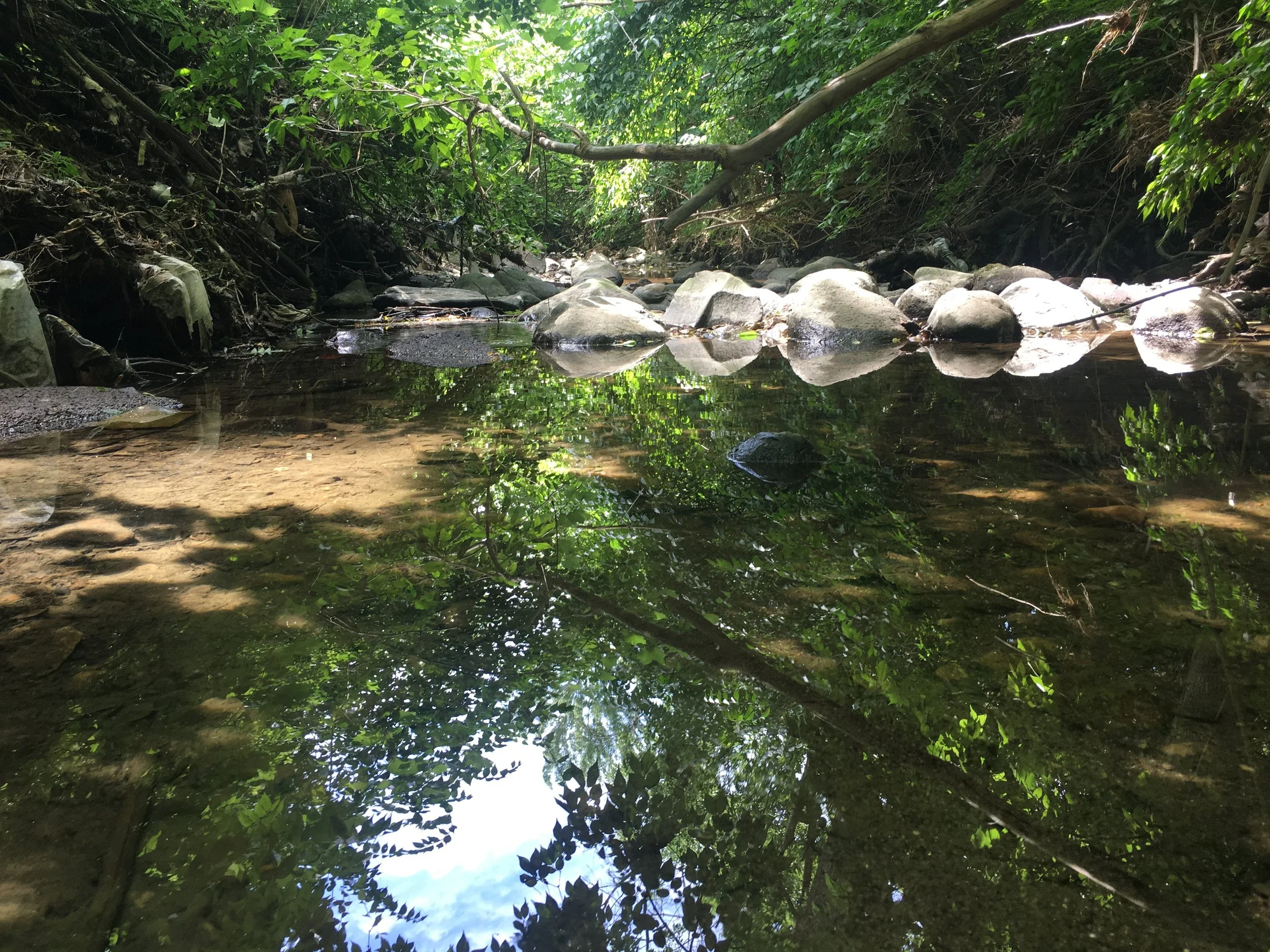 The Beginning of Hogs Hollow        Homestead