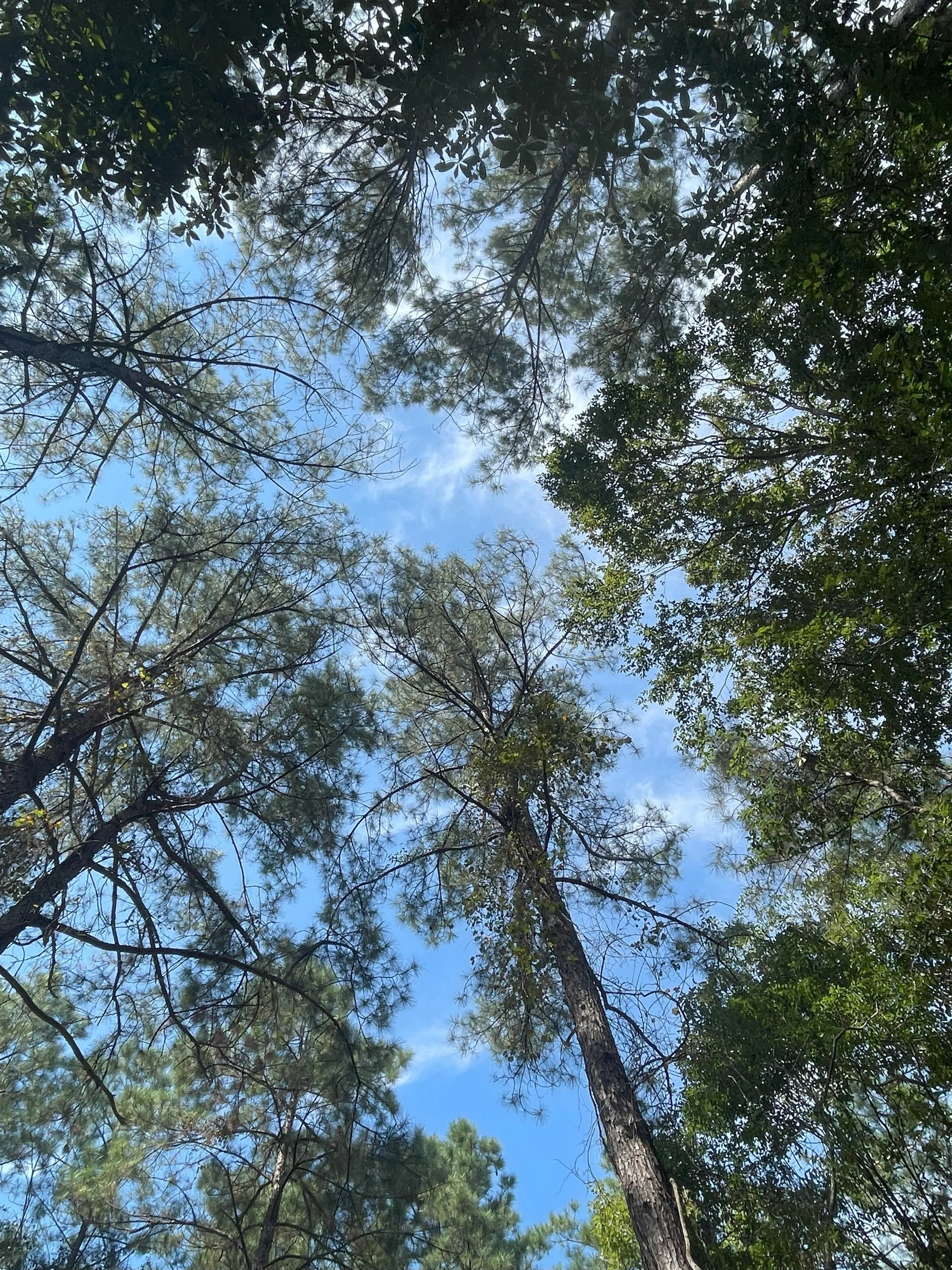 Looking up at tall trees with green leaves and pine branches against a blue sky with some white clouds.