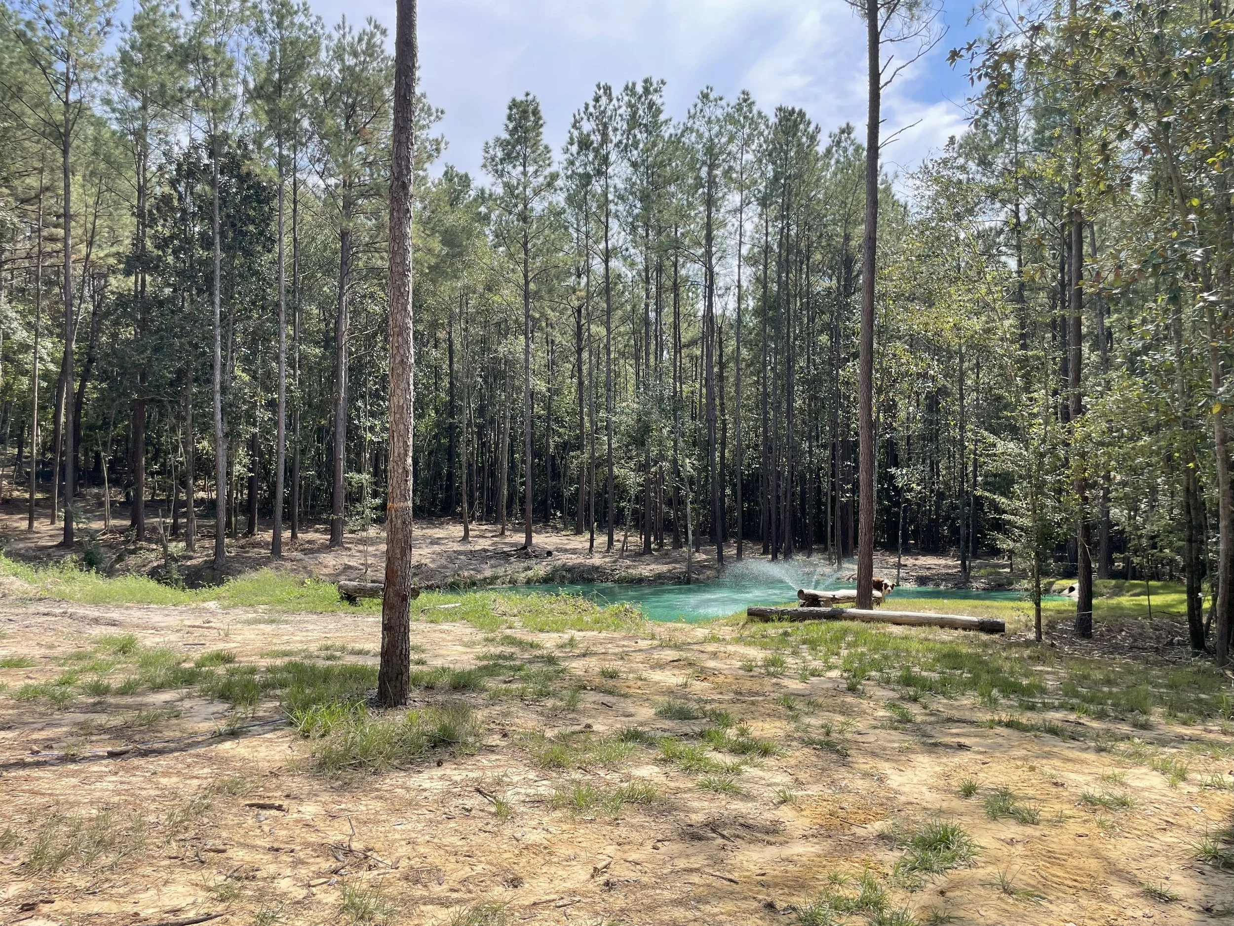 A forest with tall pine trees surrounding a small pond or pool of water, with a fallen log nearby, under a partly cloudy sky.