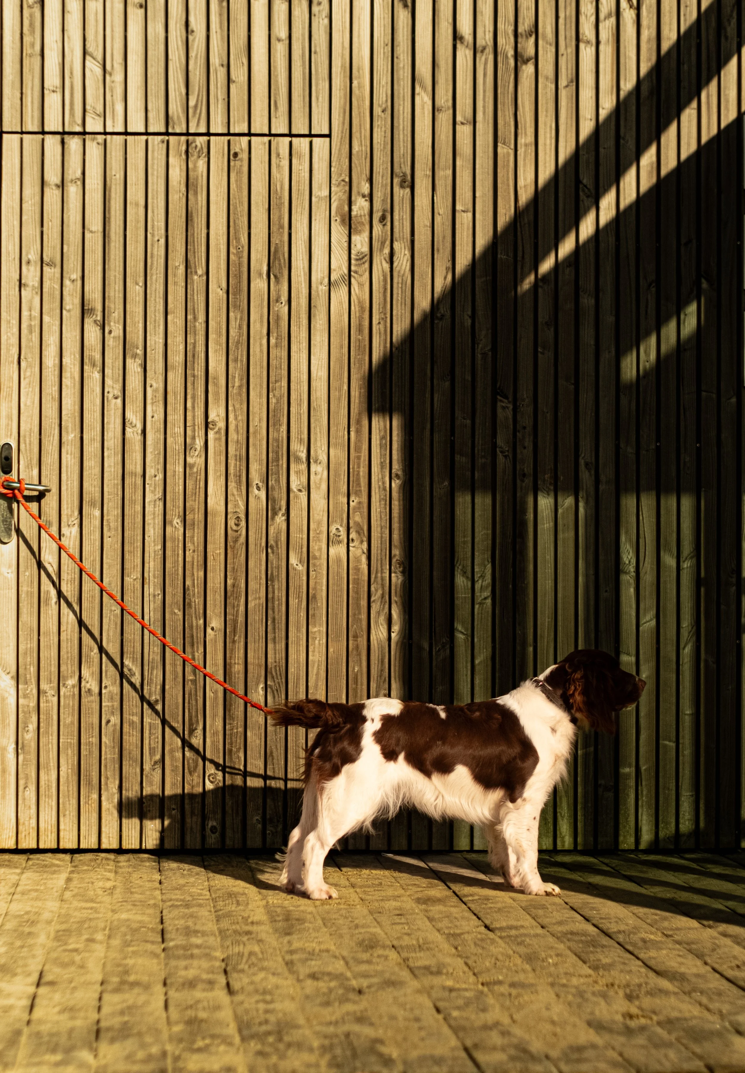 Un chien à poil long et de couleur blanche avec des taches brunes, tenu en laisse orange, se tenant de profil contre un mur en bois avec un motif vertical, dans un espace extérieur en bois.
