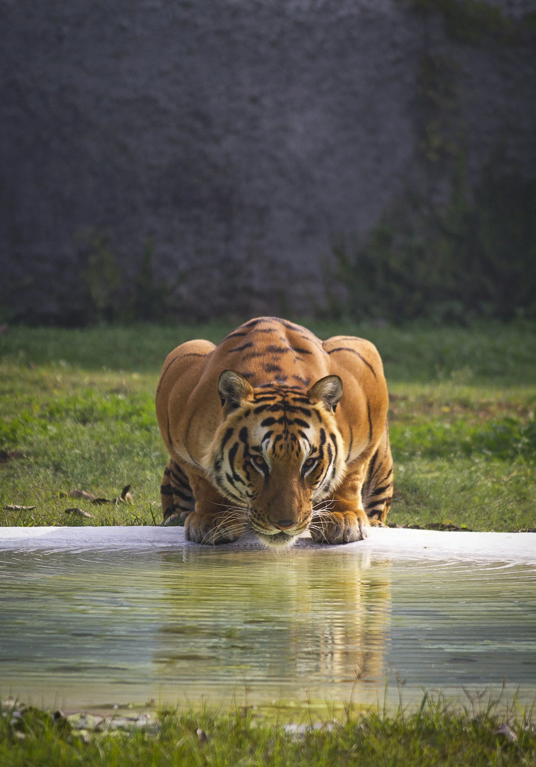 A tiger is crouching down and drinking water from a pond or lake in a natural setting with green grass and a dark, rocky background.