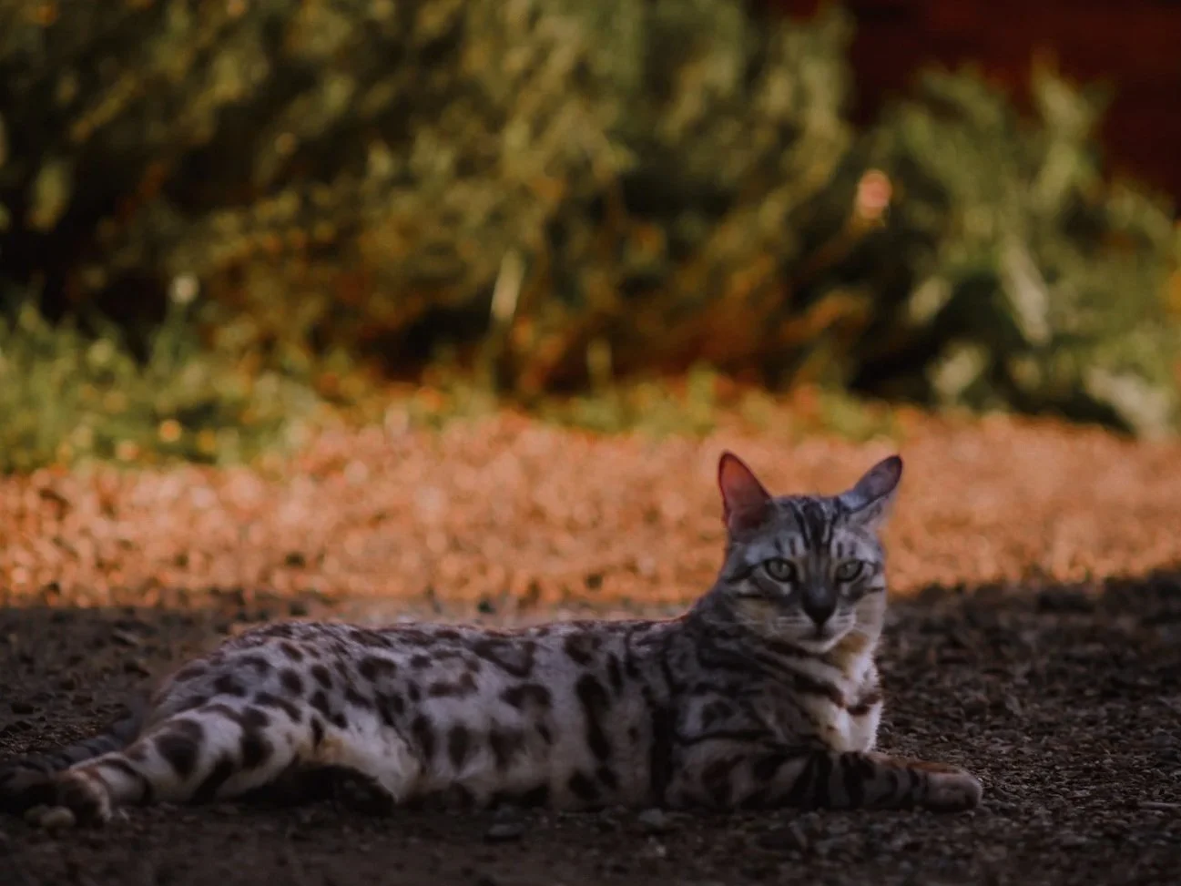 cat wild