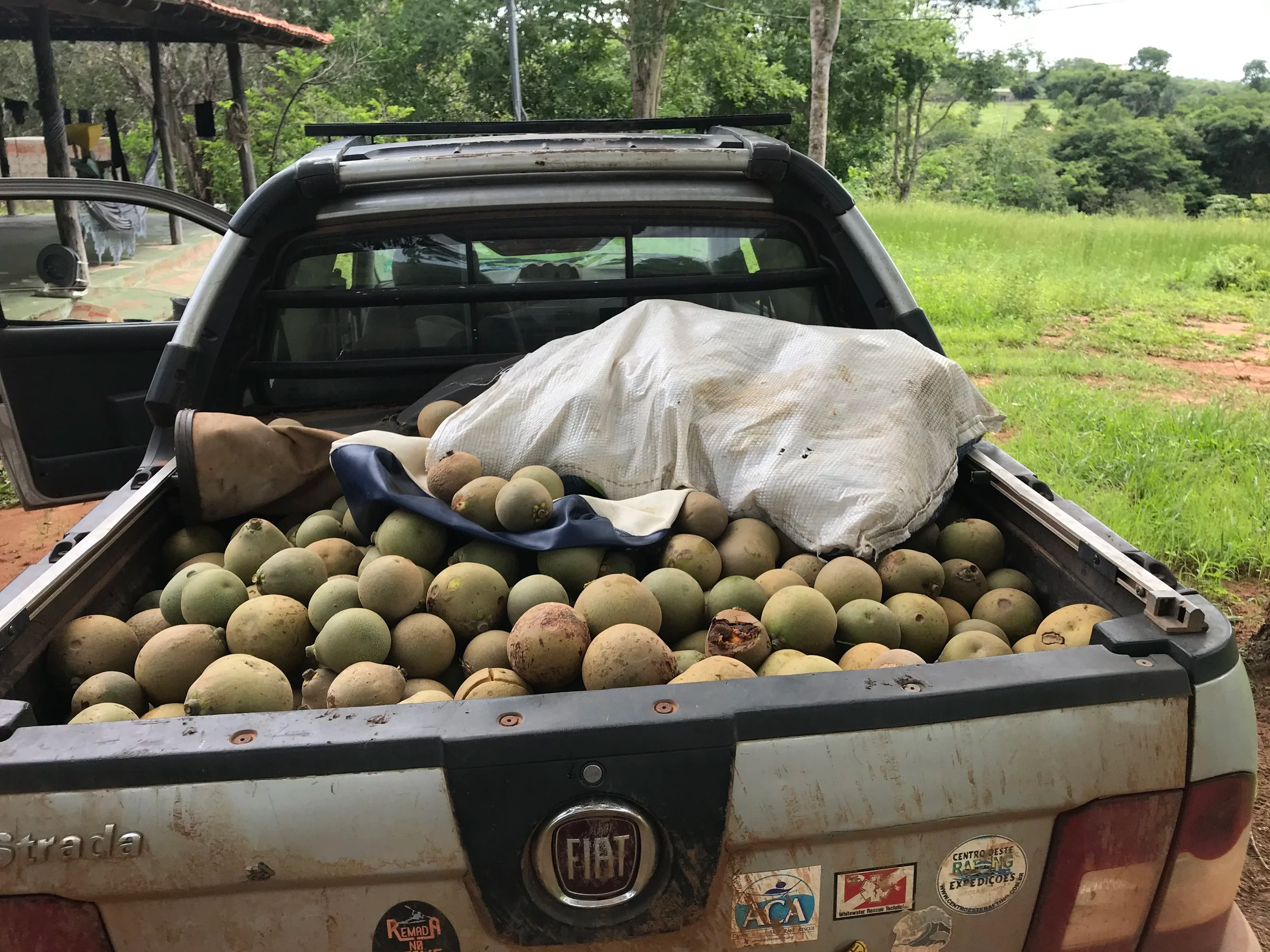 Caçambinha de pequi
