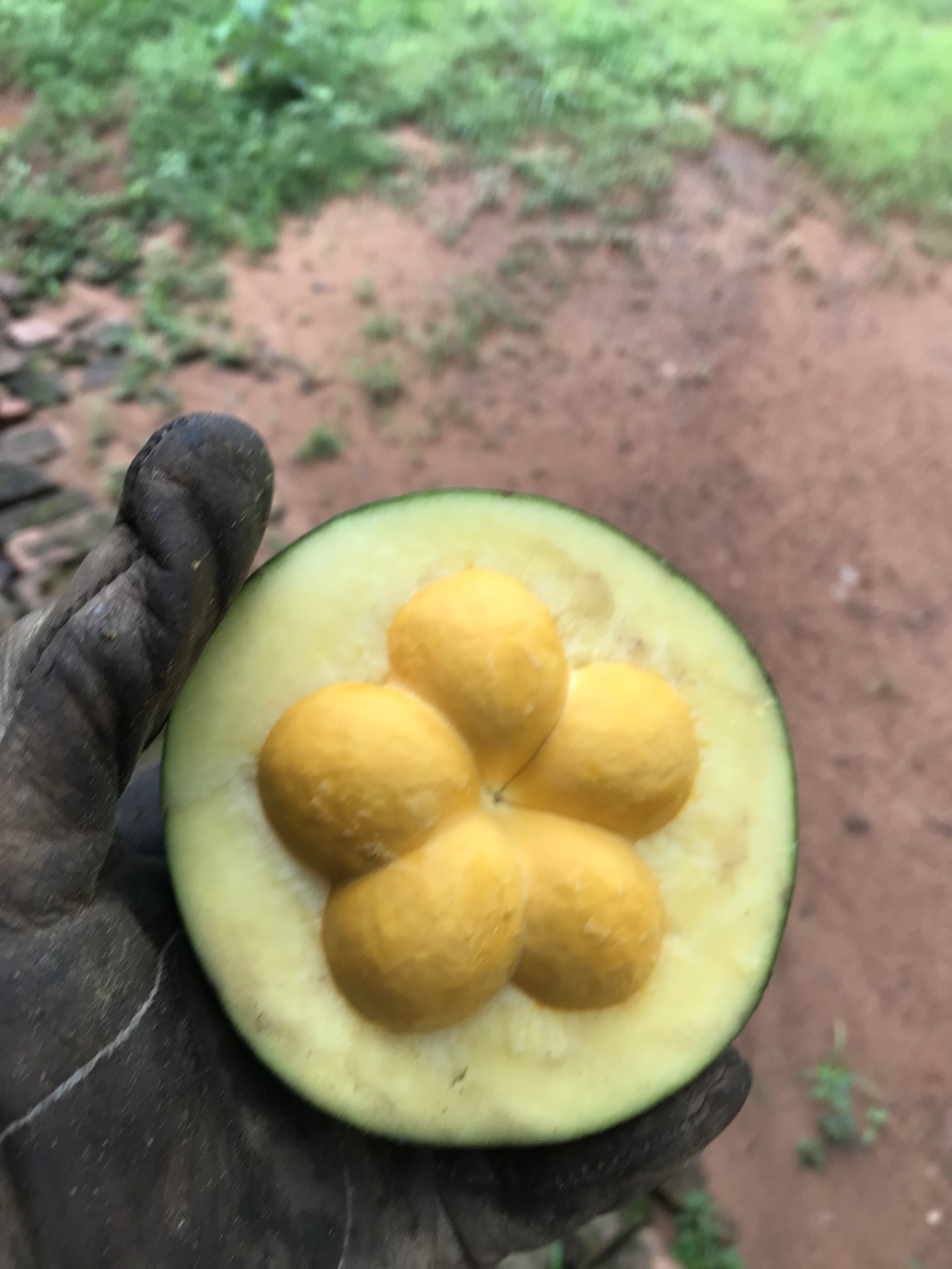 Cinco caróços simétricos!!! Um em milhares!