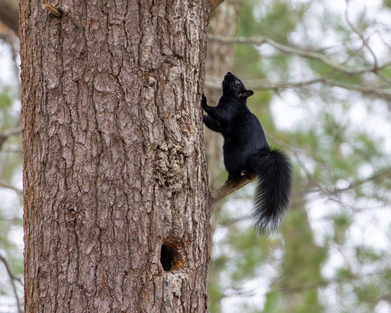 Black squirrel.jpg