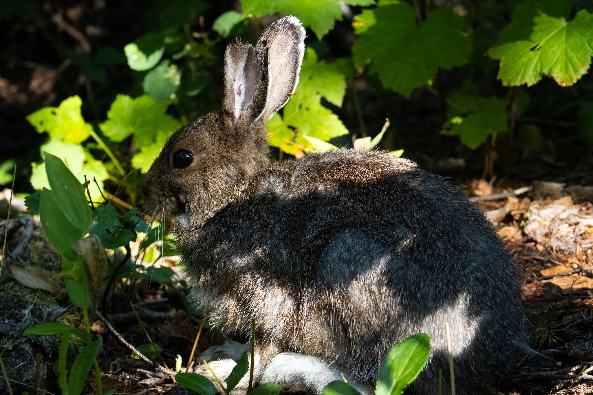 Glacier Photos (20 of 31).jpg