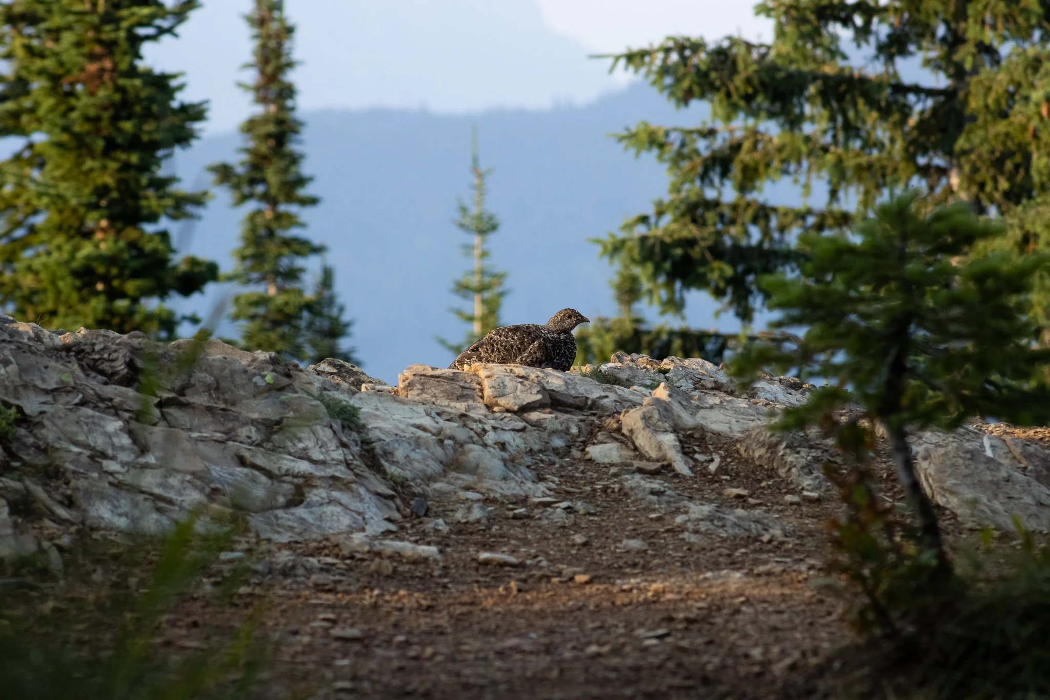 Glacier Photos (14 of 31).jpg