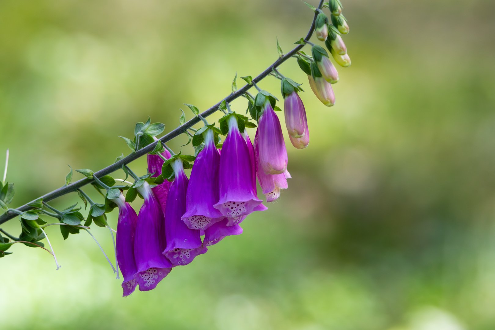 Germany and Italy-1.jpg